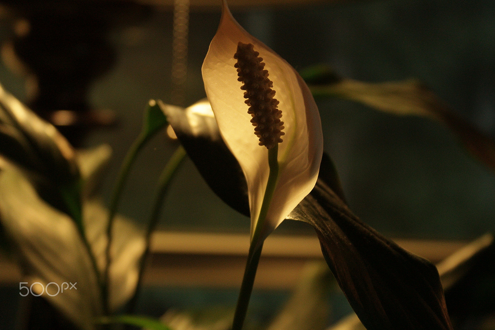 Canon EOS 700D (EOS Rebel T5i / EOS Kiss X7i) sample photo. Opening lily photography