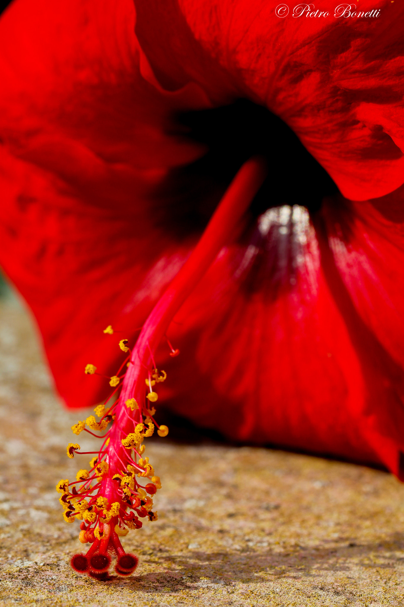 Canon EOS 60D + Canon EF 100mm F2.8L Macro IS USM sample photo. Linguaccia photography