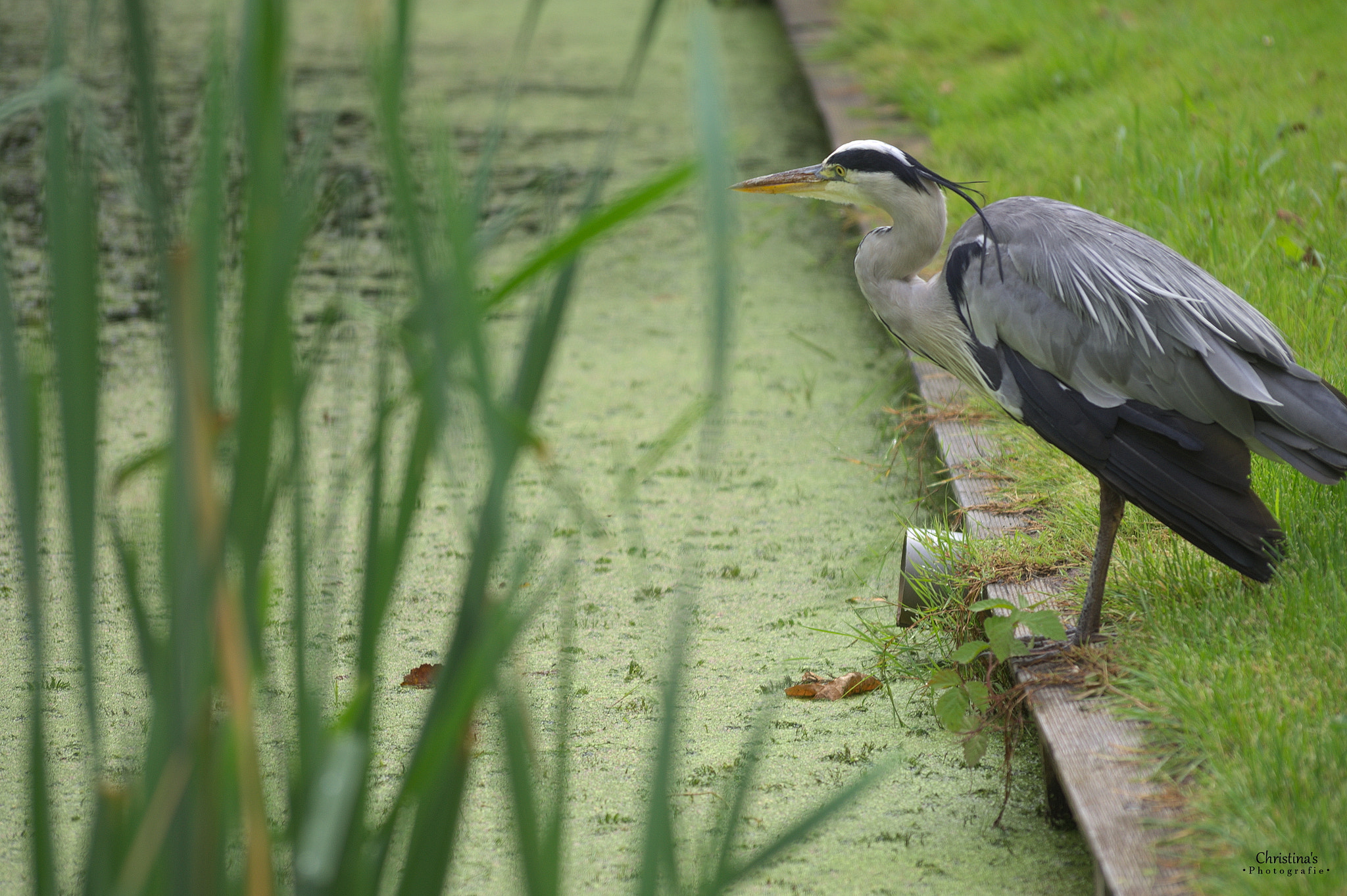 Sony SLT-A37 + Sigma 70-300mm F4-5.6 DL Macro sample photo. Heron photography