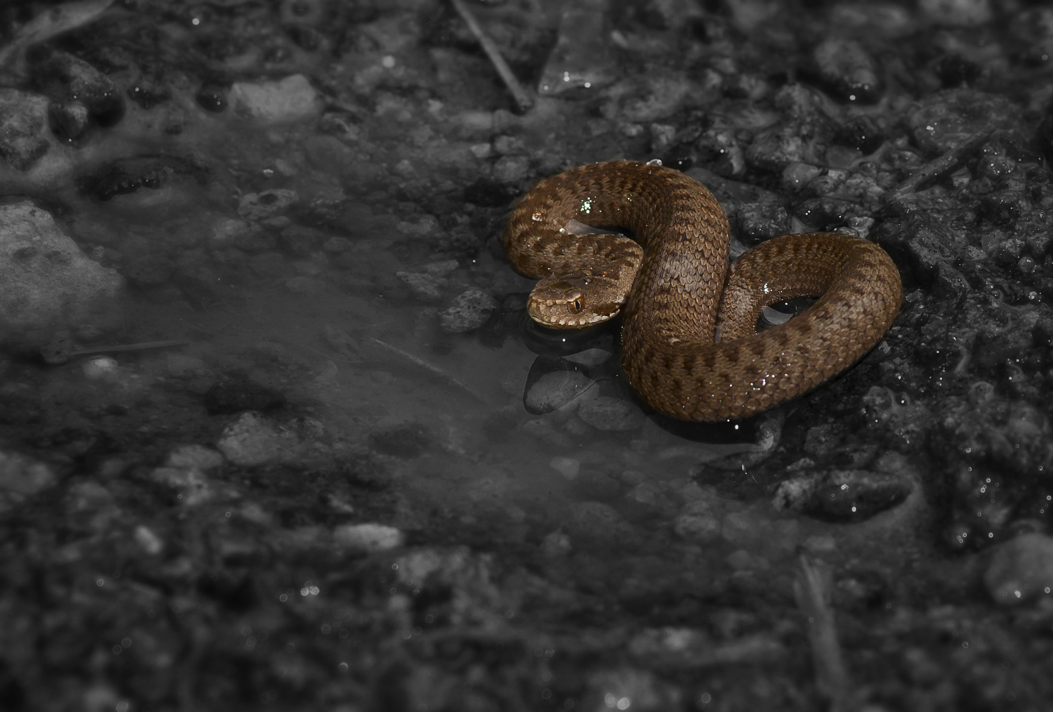 Tamron AF 70-300mm F4-5.6 Di LD Macro sample photo. Standout photography