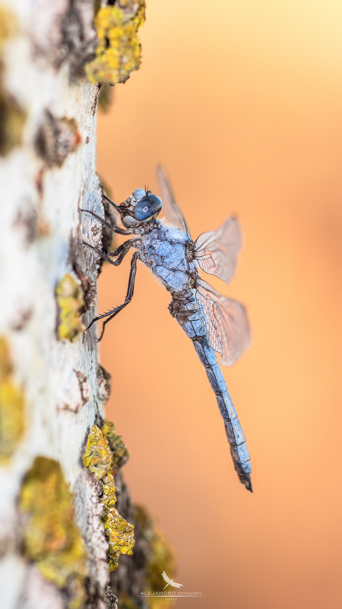 Sigma APO Macro 150mm f/2.8 EX DG HSM sample photo. El descanso photography
