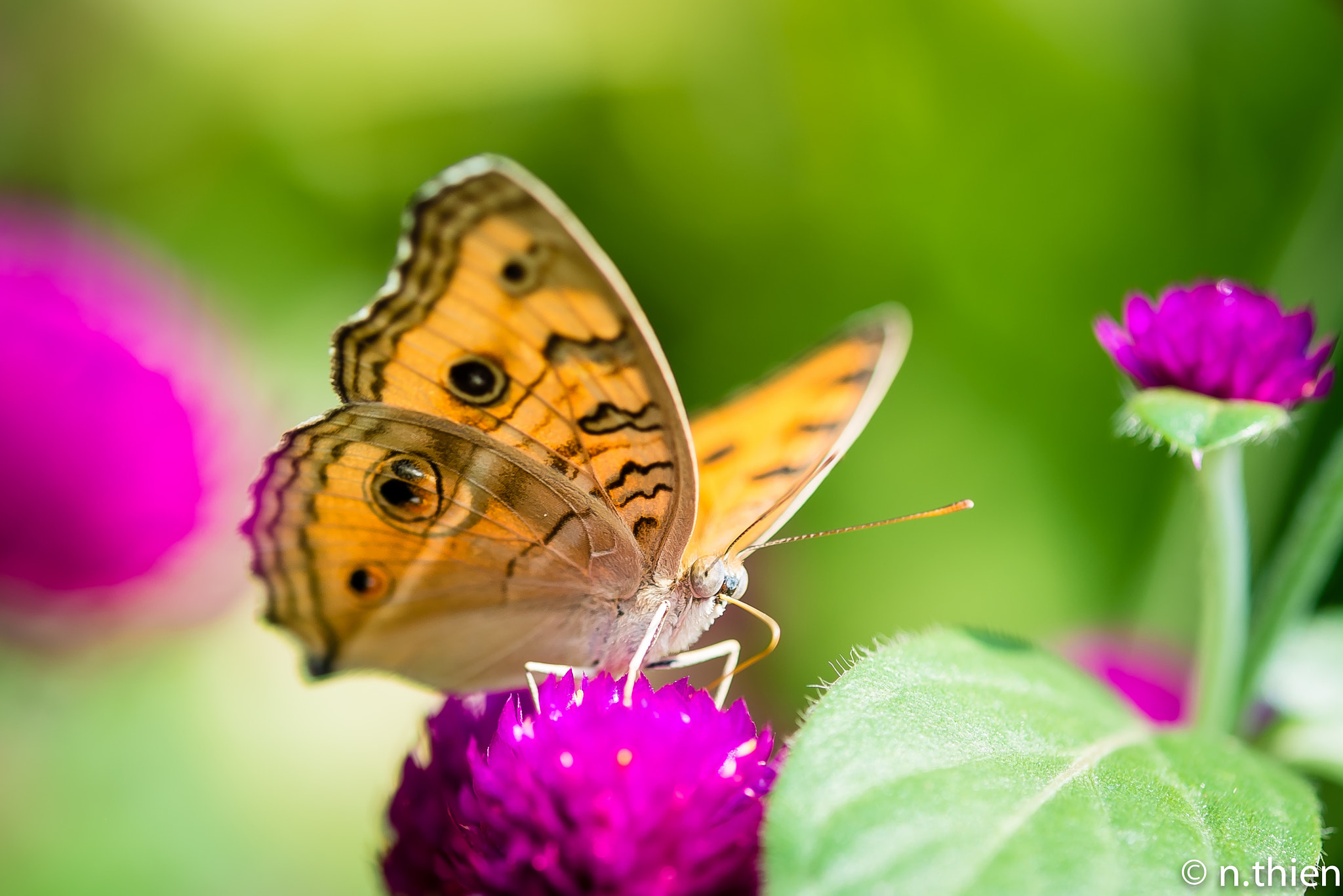 Fujifilm X-Pro1 + Fujifilm XF 60mm F2.4 R Macro sample photo. Butterfly photography