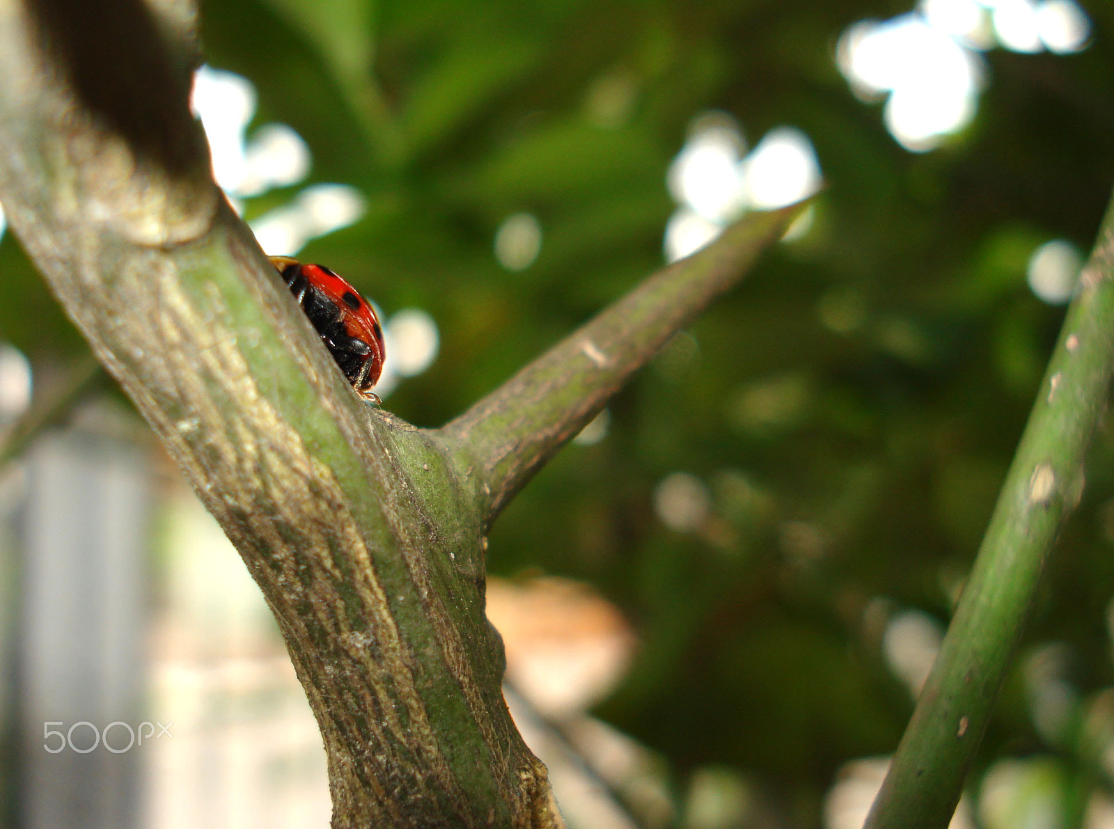 Sony DSC-W70 sample photo. Coccinellidae photography