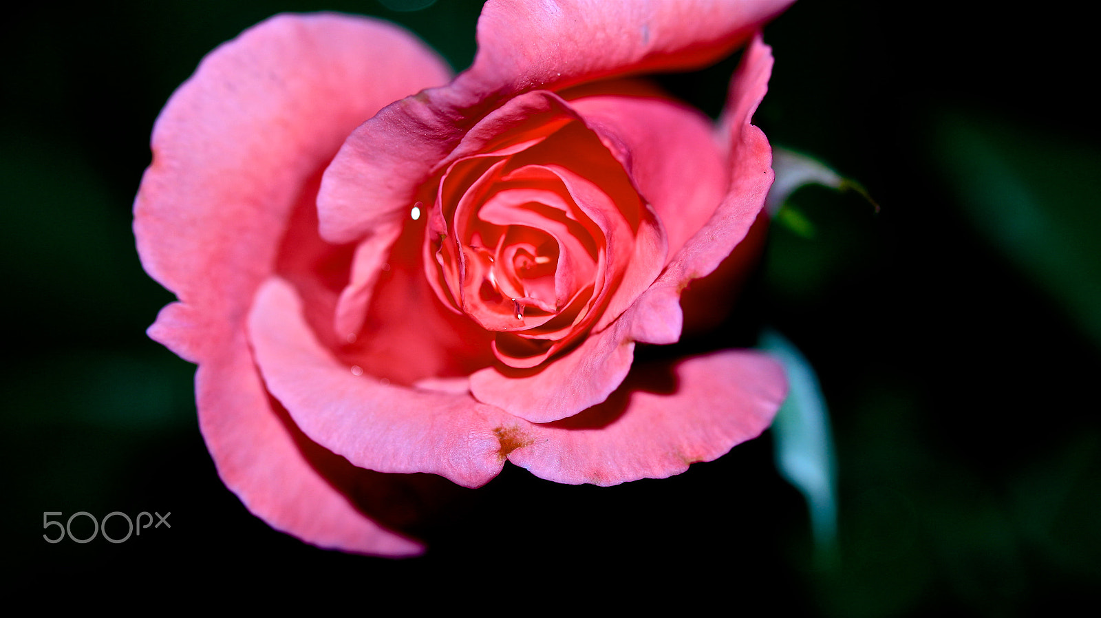 Canon EF-S 60mm F2.8 Macro USM sample photo. Wet and beautiful photography
