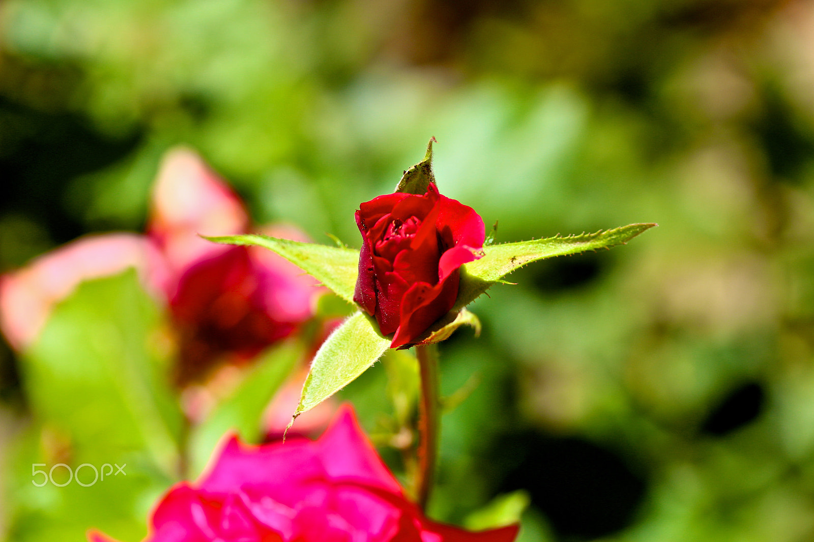 Canon EF-S 60mm F2.8 Macro USM sample photo. Young photography