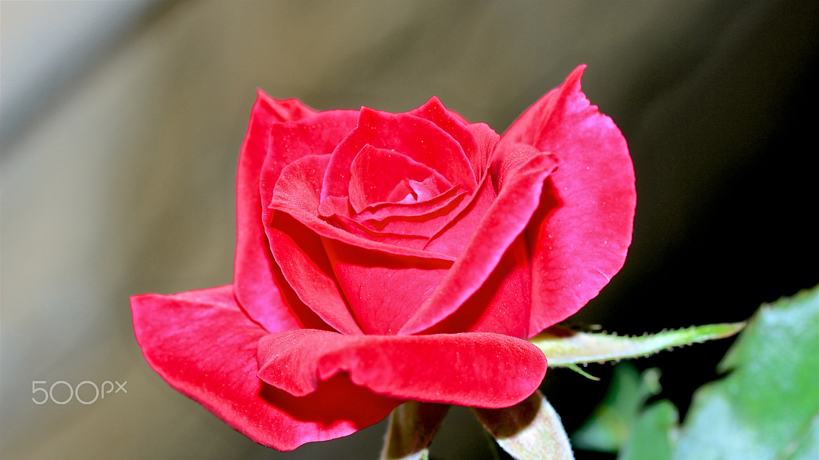 Canon EF-S 60mm F2.8 Macro USM sample photo. Velvet photography