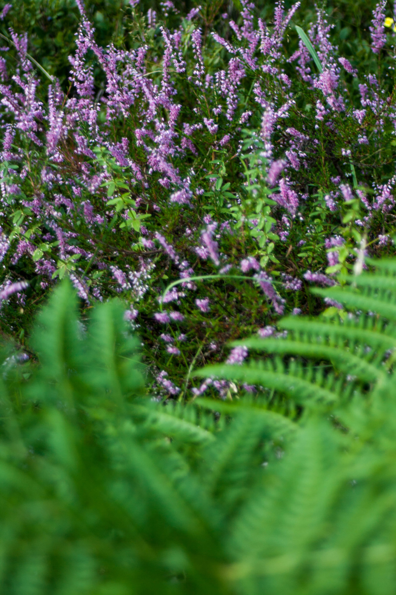 Canon EF 28-80mm f/3.5-5.6 sample photo. Re photography