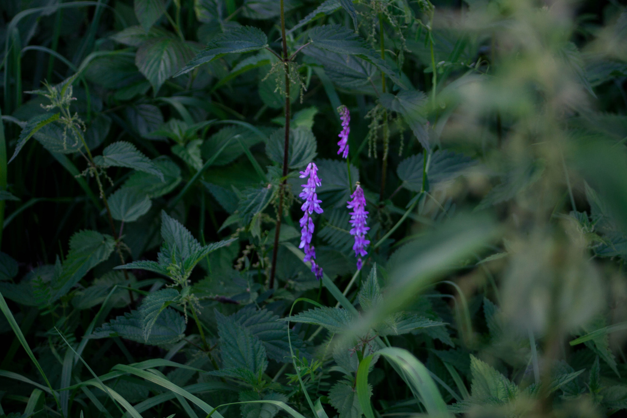 Canon EF 28-80mm f/3.5-5.6 sample photo. Re photography