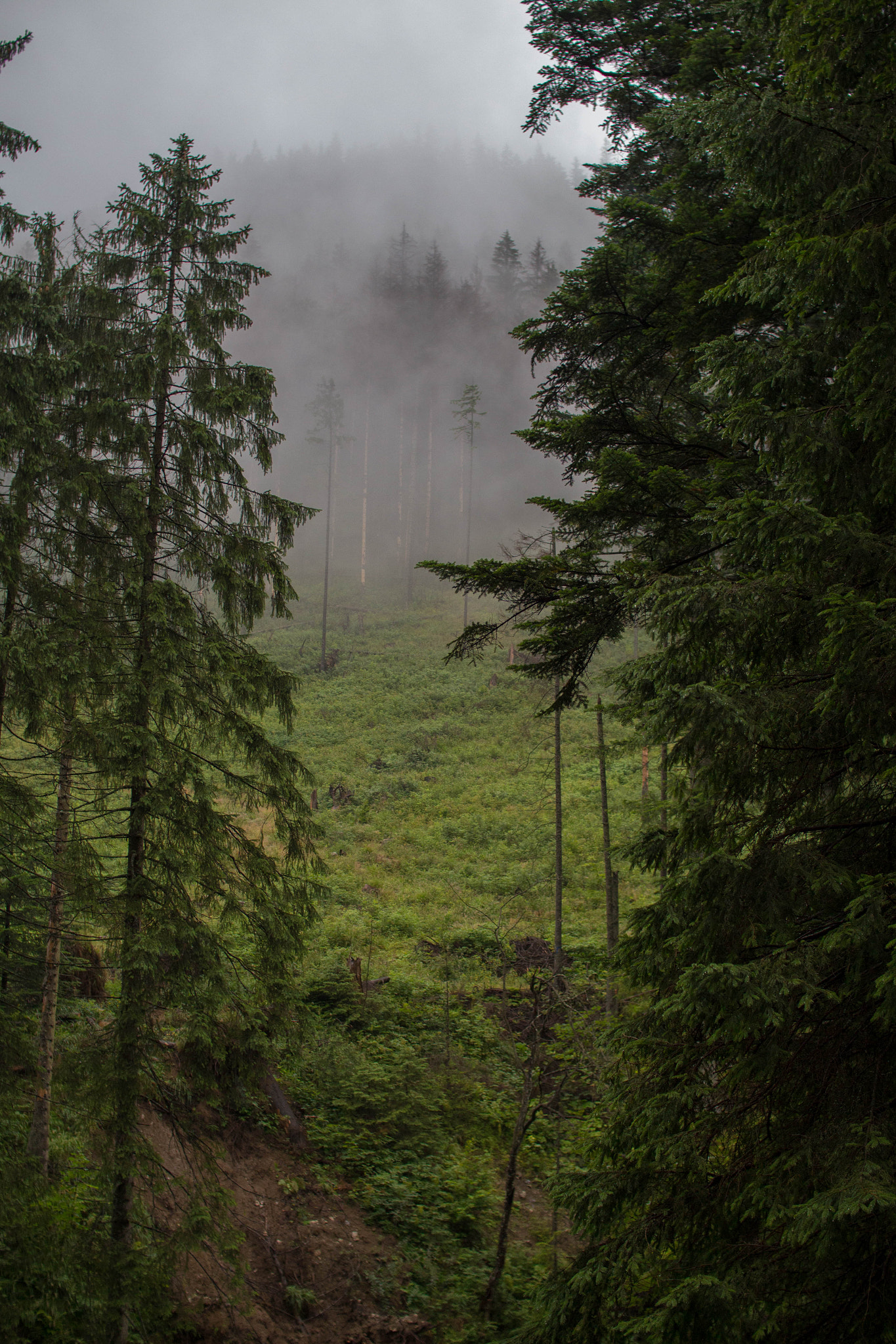 Sigma 30mm F1.4 EX DC HSM sample photo. Breathtaking hike in poland photography