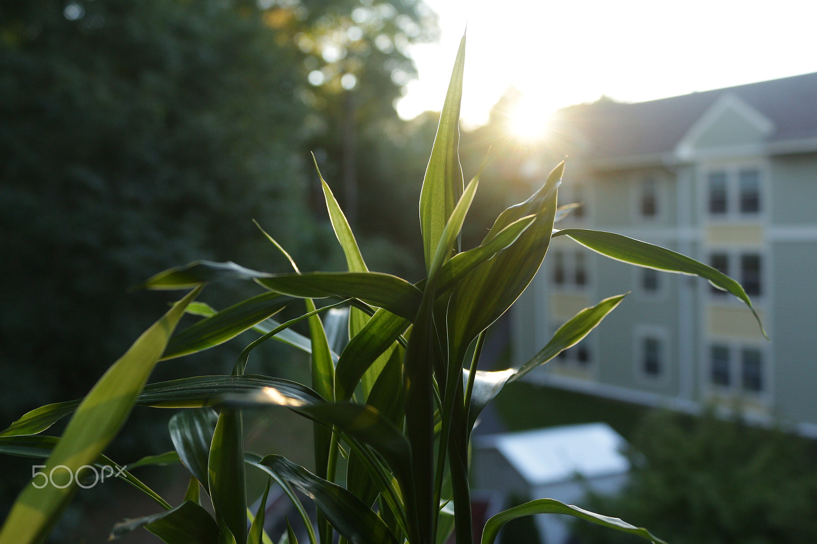 Canon EOS 700D (EOS Rebel T5i / EOS Kiss X7i) sample photo. Good morning photography