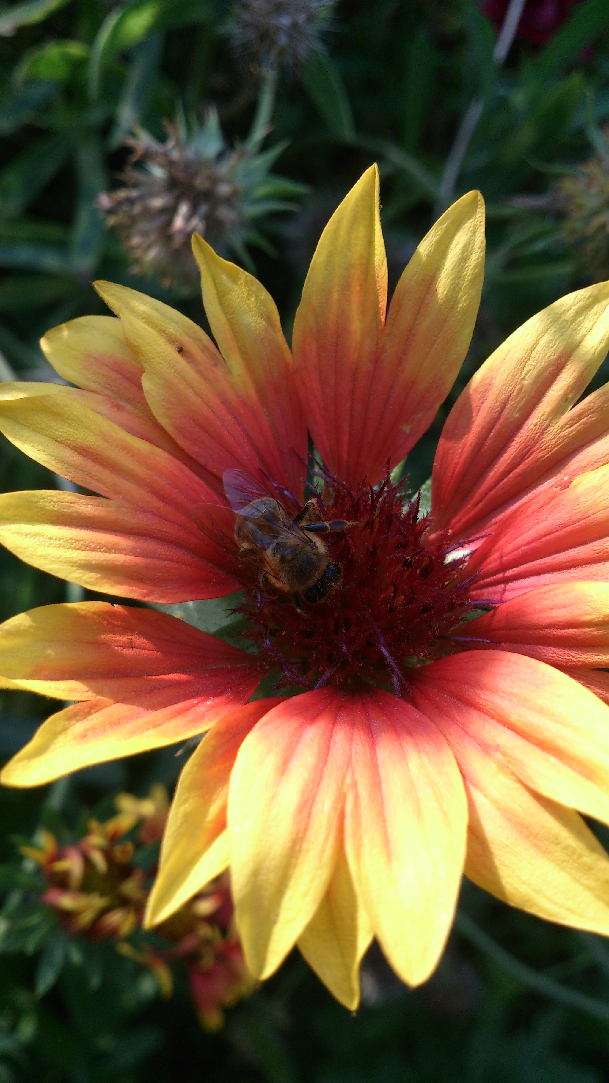 Sony Xperia T sample photo. Tasty meal photography