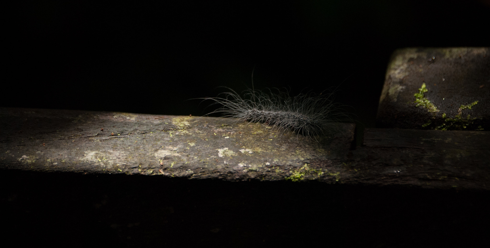 Nikon D60 sample photo. Caterpillar photography