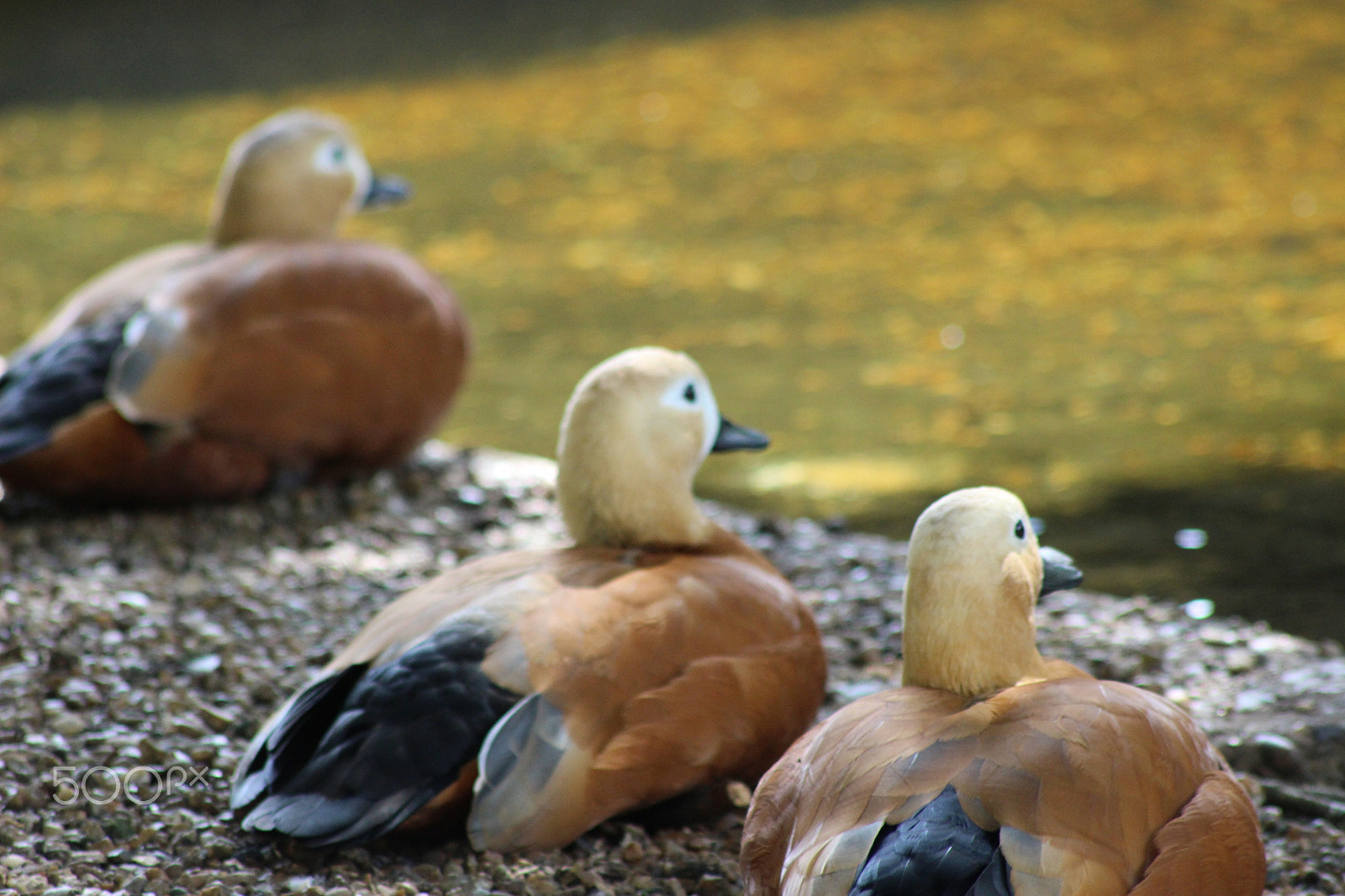 Canon EOS 100D (EOS Rebel SL1 / EOS Kiss X7) sample photo. Duck photography