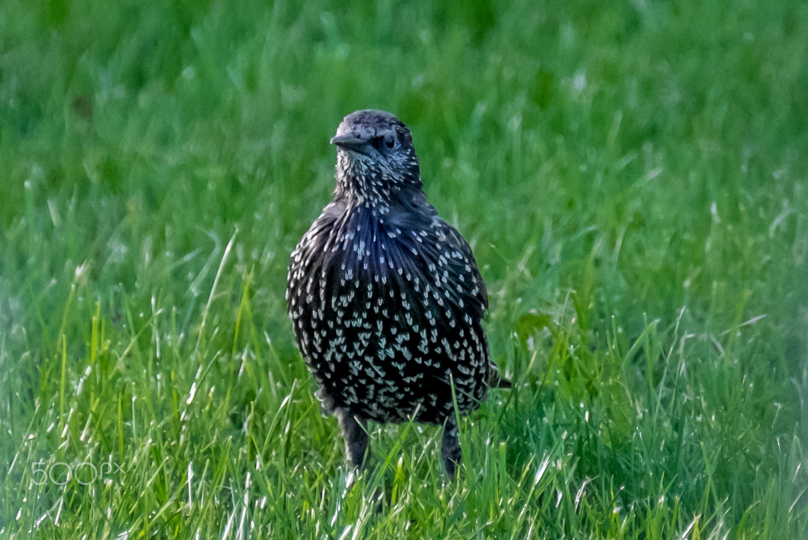 Fujifilm XF 100-400mm F4.5-5.6 R LM OIS WR sample photo. European starling photography