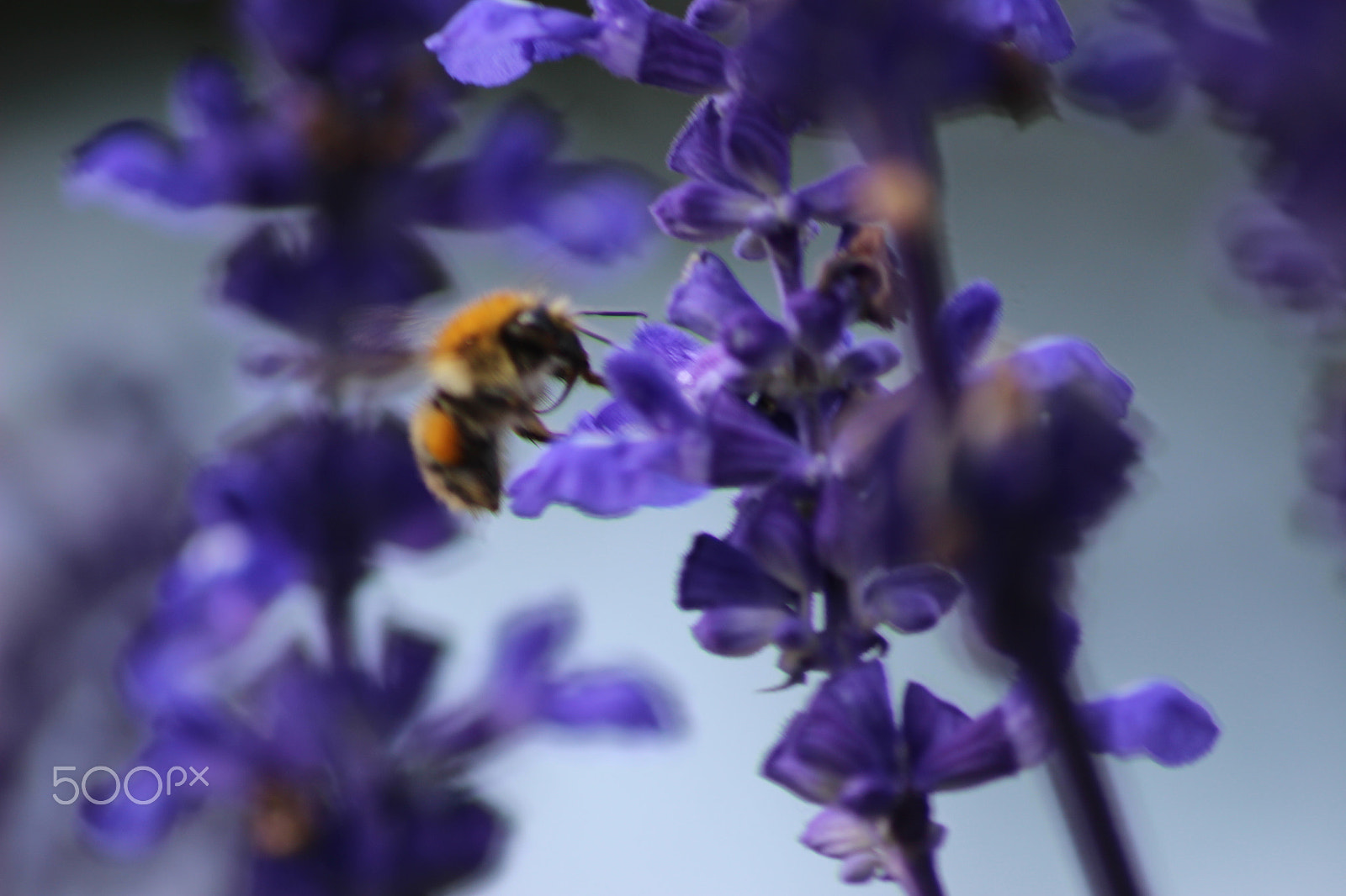Canon EOS 100D (EOS Rebel SL1 / EOS Kiss X7) sample photo. Bee photography