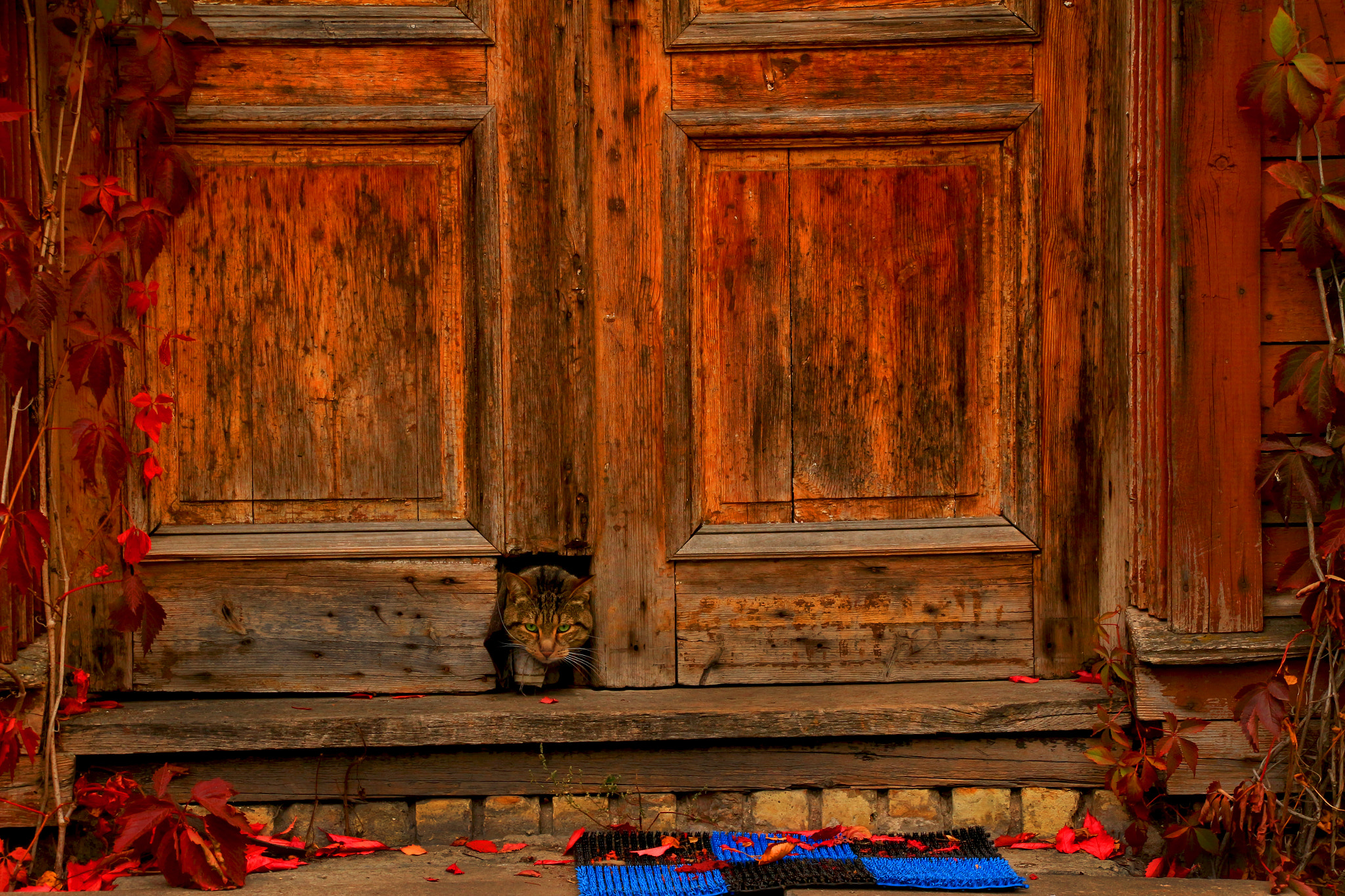 Canon EF-S 17-85mm F4-5.6 IS USM sample photo. Autumn cat photography