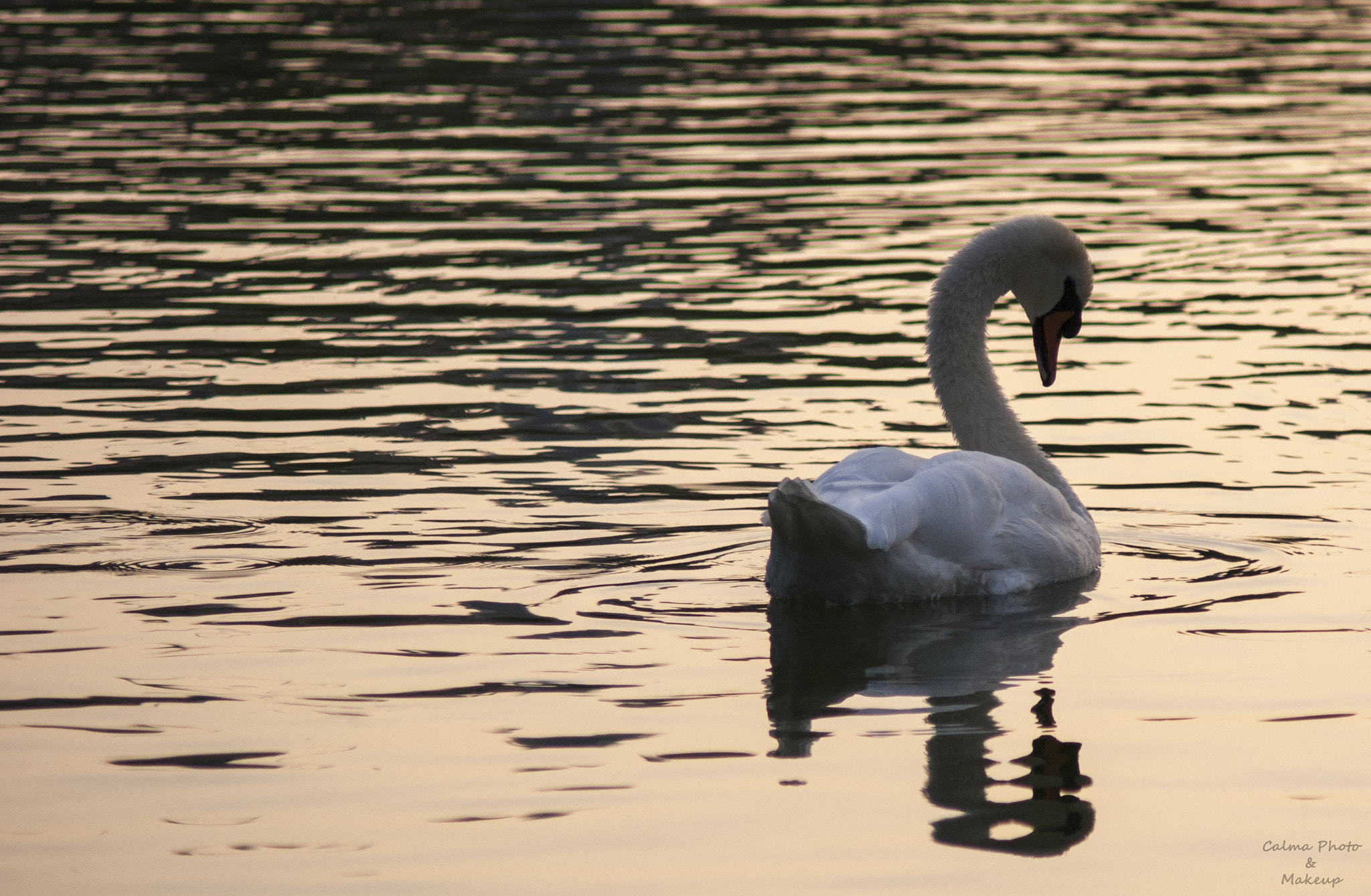 Minolta AF 70-210mm F4 Macro sample photo. White swan photography