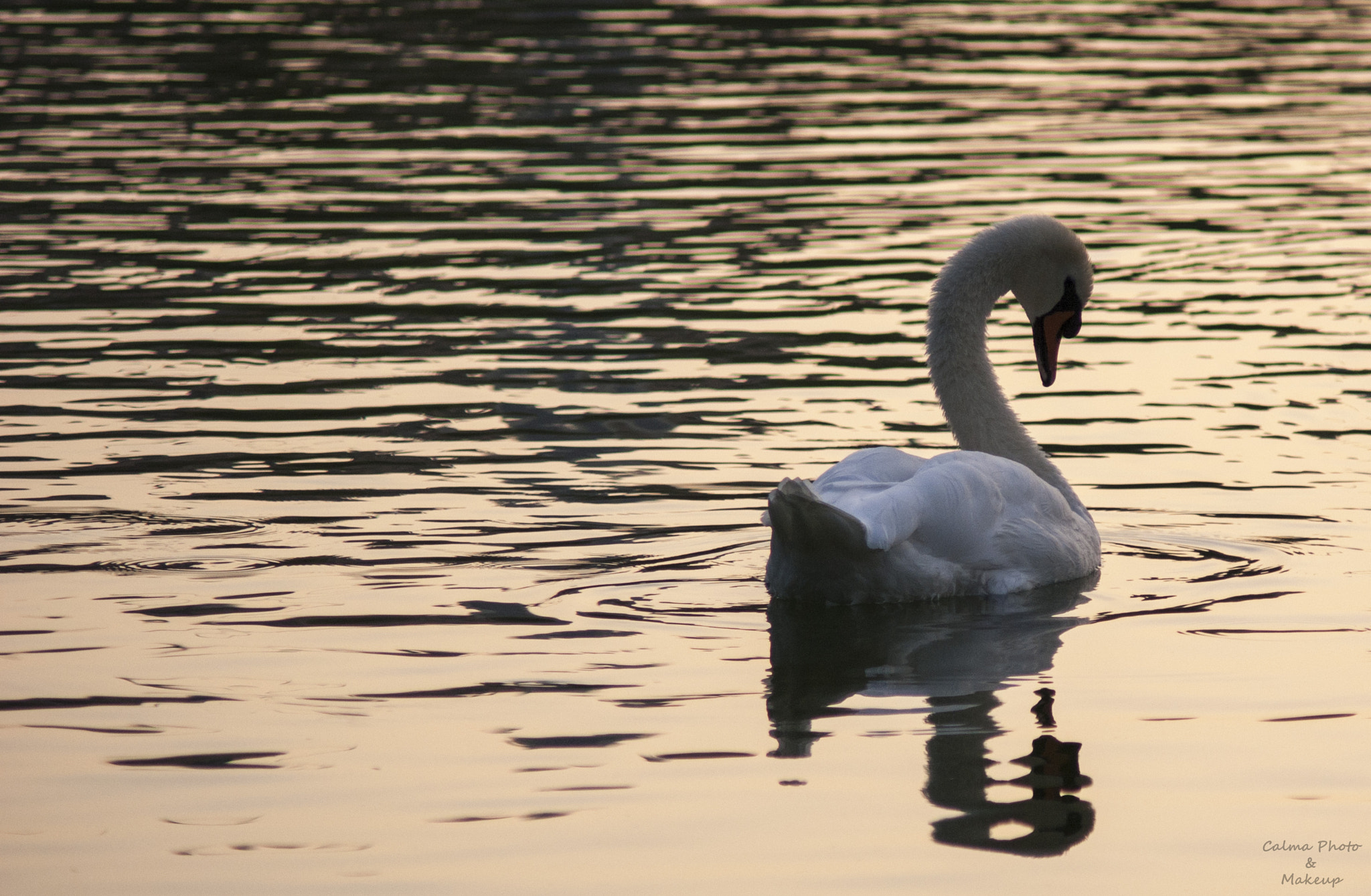 Sony Alpha DSLR-A230 + Minolta AF 70-210mm F4 Macro sample photo. White swan photography