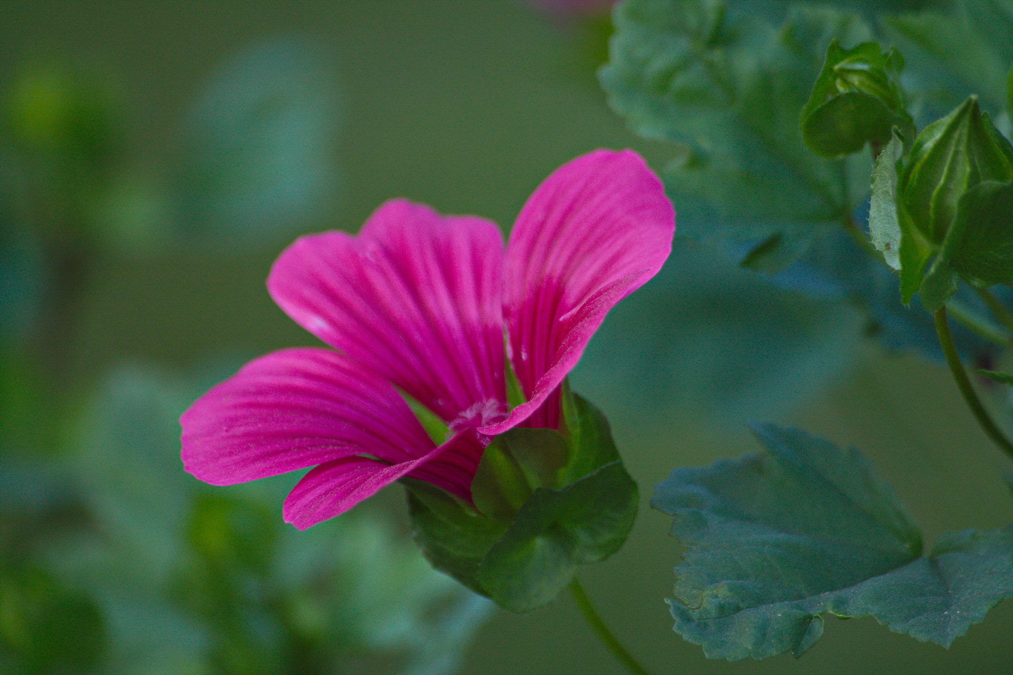 Sigma 70-300mm F4-5.6 APO DG Macro sample photo. In the garden photography
