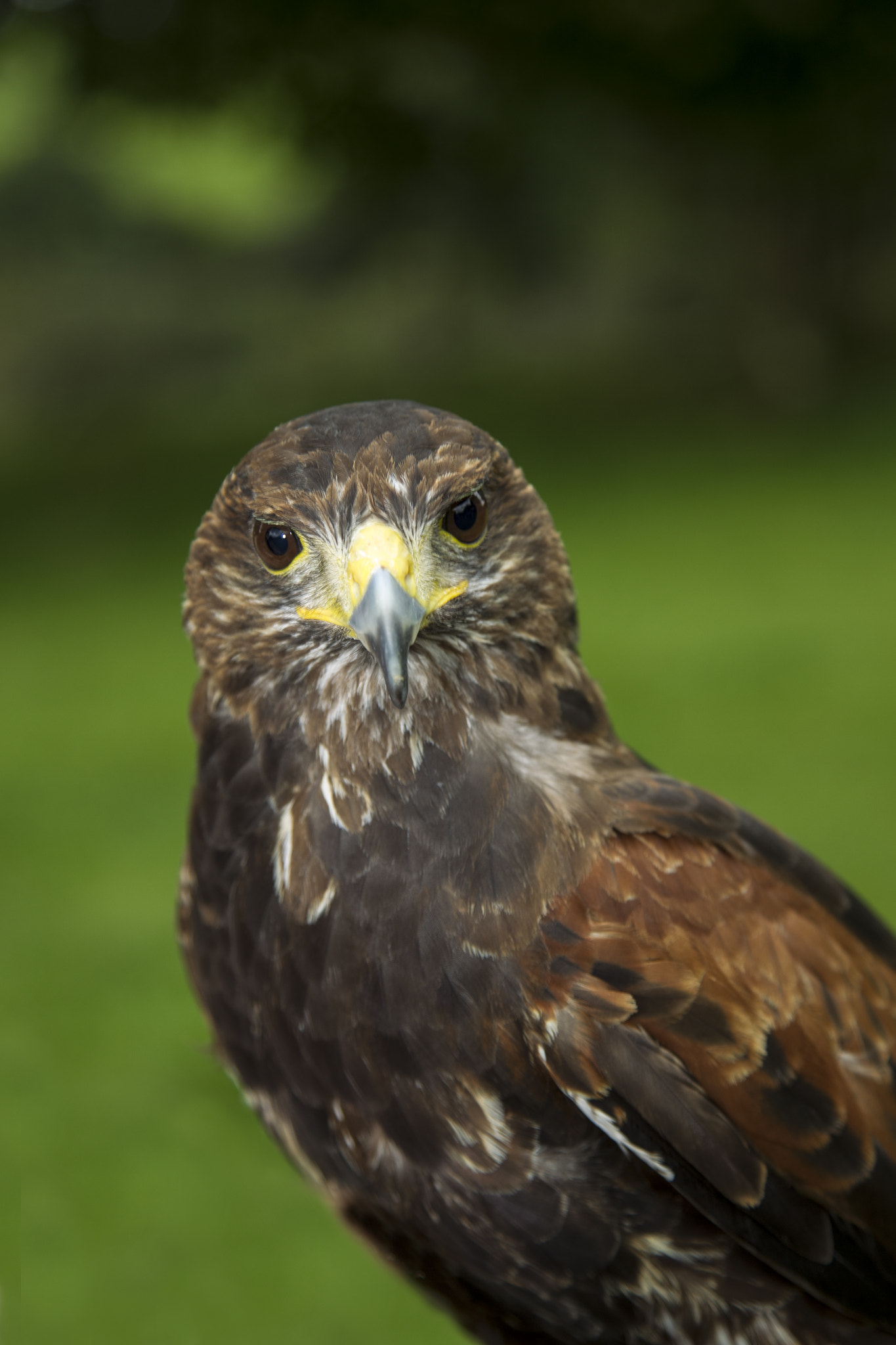 Canon EOS-1D Mark IV sample photo. Hawk photography