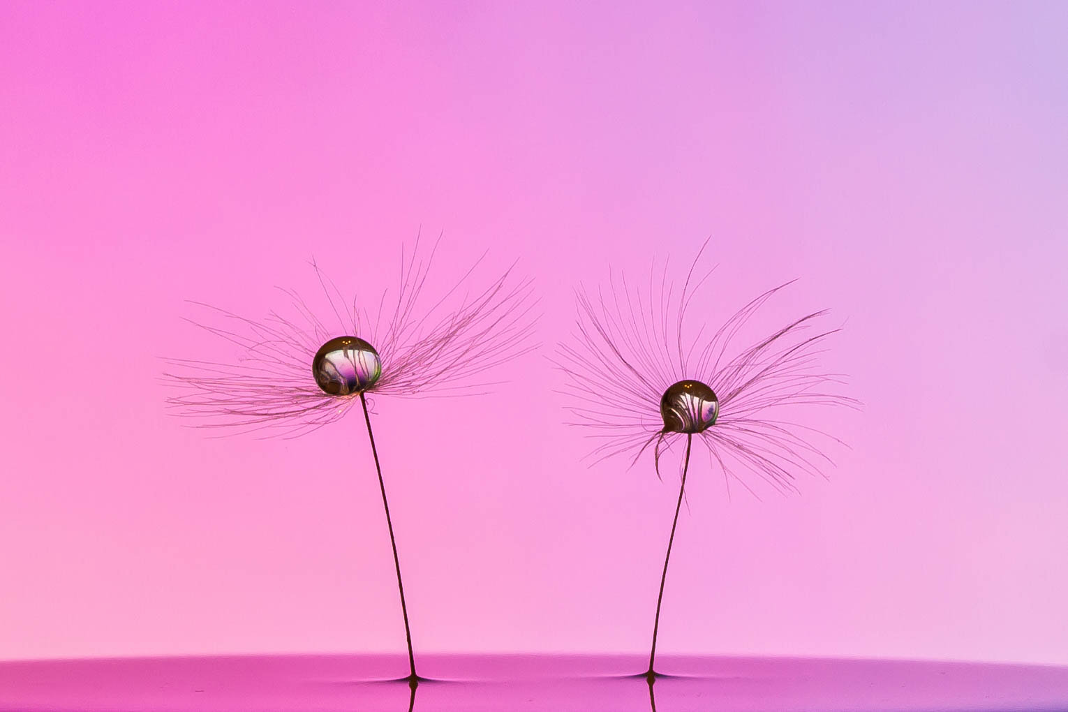 Canon EF 100mm F2.8 Macro USM sample photo. Dandelion seed photography