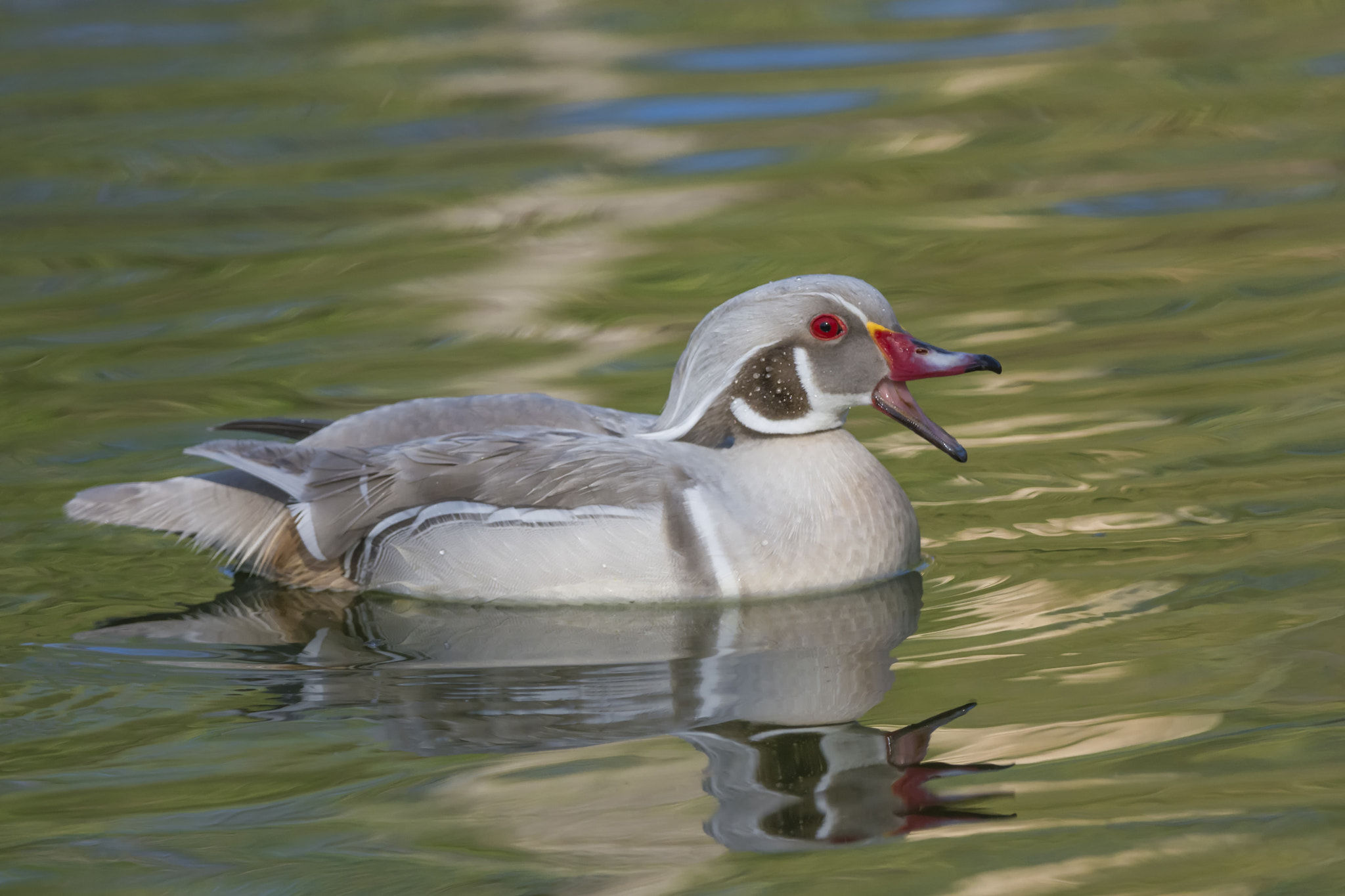 Nikon D7100 + Nikon AF-S Nikkor 200-400mm F4G ED-IF VR sample photo. Silver wood duck photography