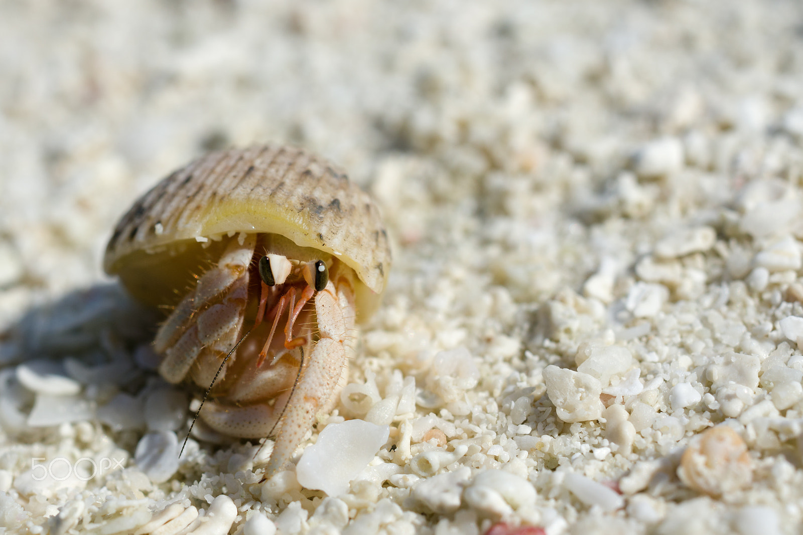 Pentax K-3 + HD Pentax DA 35mm F2.8 Macro Limited sample photo. Hermit crab photography