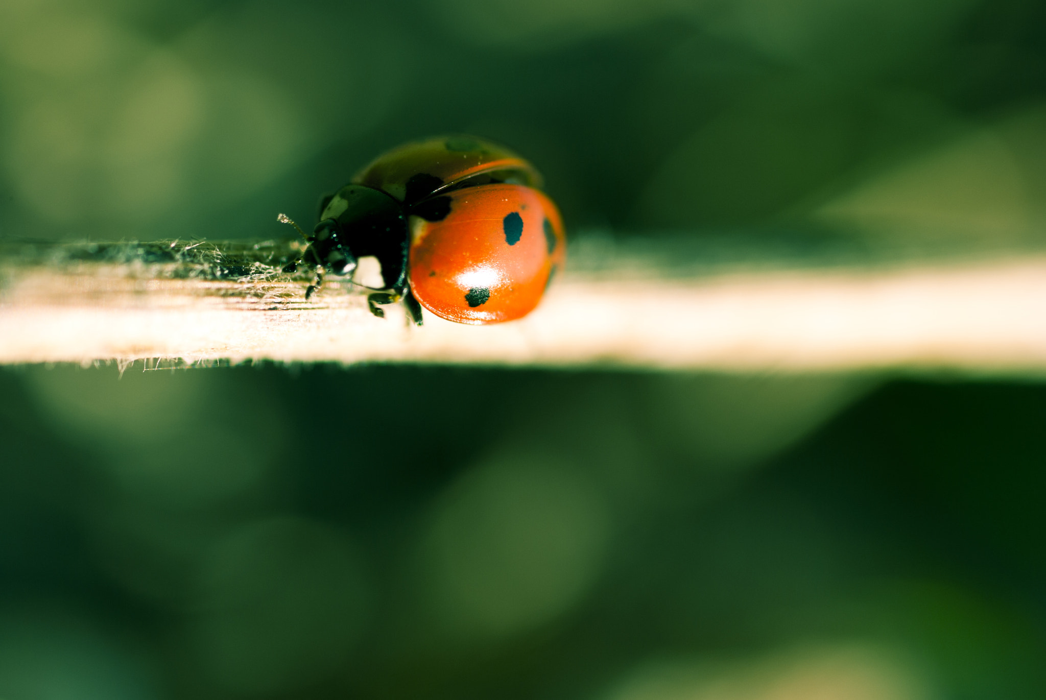 Nikon D3000 + Sigma 50mm F2.8 EX DG Macro sample photo. Ladybug photography