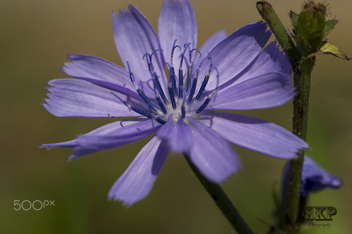 Sony a99 II sample photo. Gewöhnliche wegwarte (cichorium intybus) photography