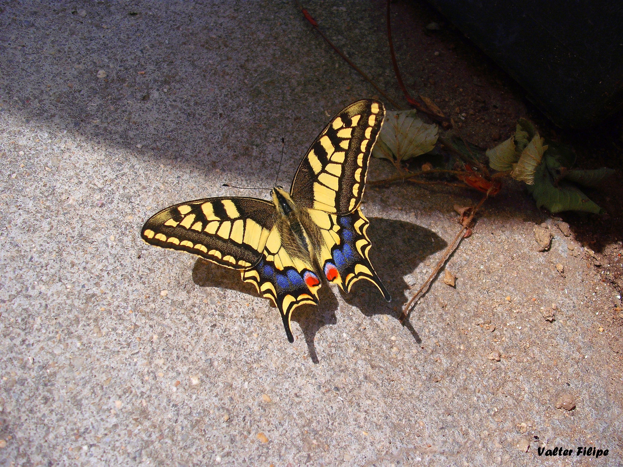 Fujifilm A850 sample photo. Colors of a butterfly photography