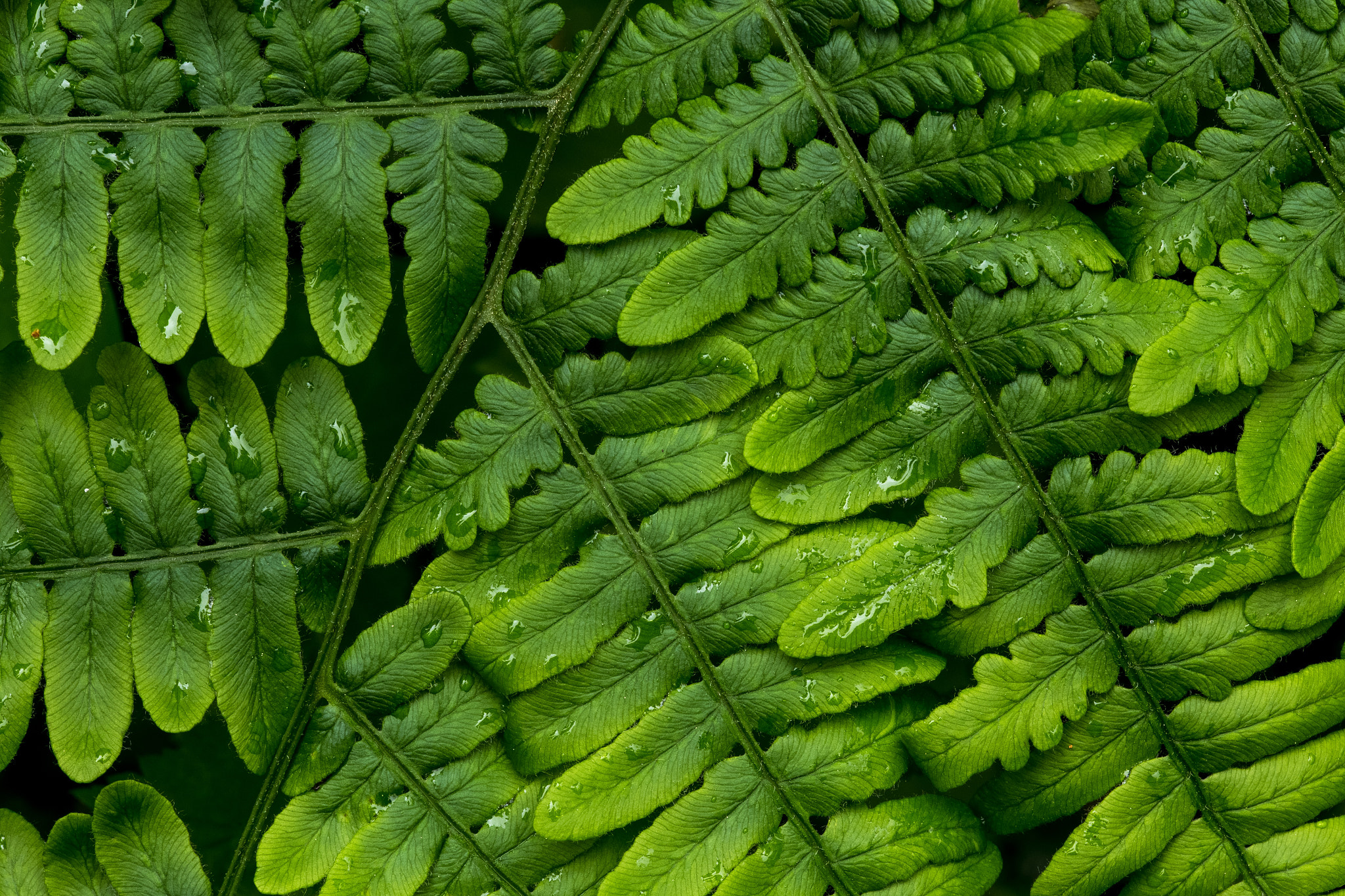 Canon EOS 6D + Sigma 105mm F2.8 EX DG Macro sample photo. Nature's lace photography