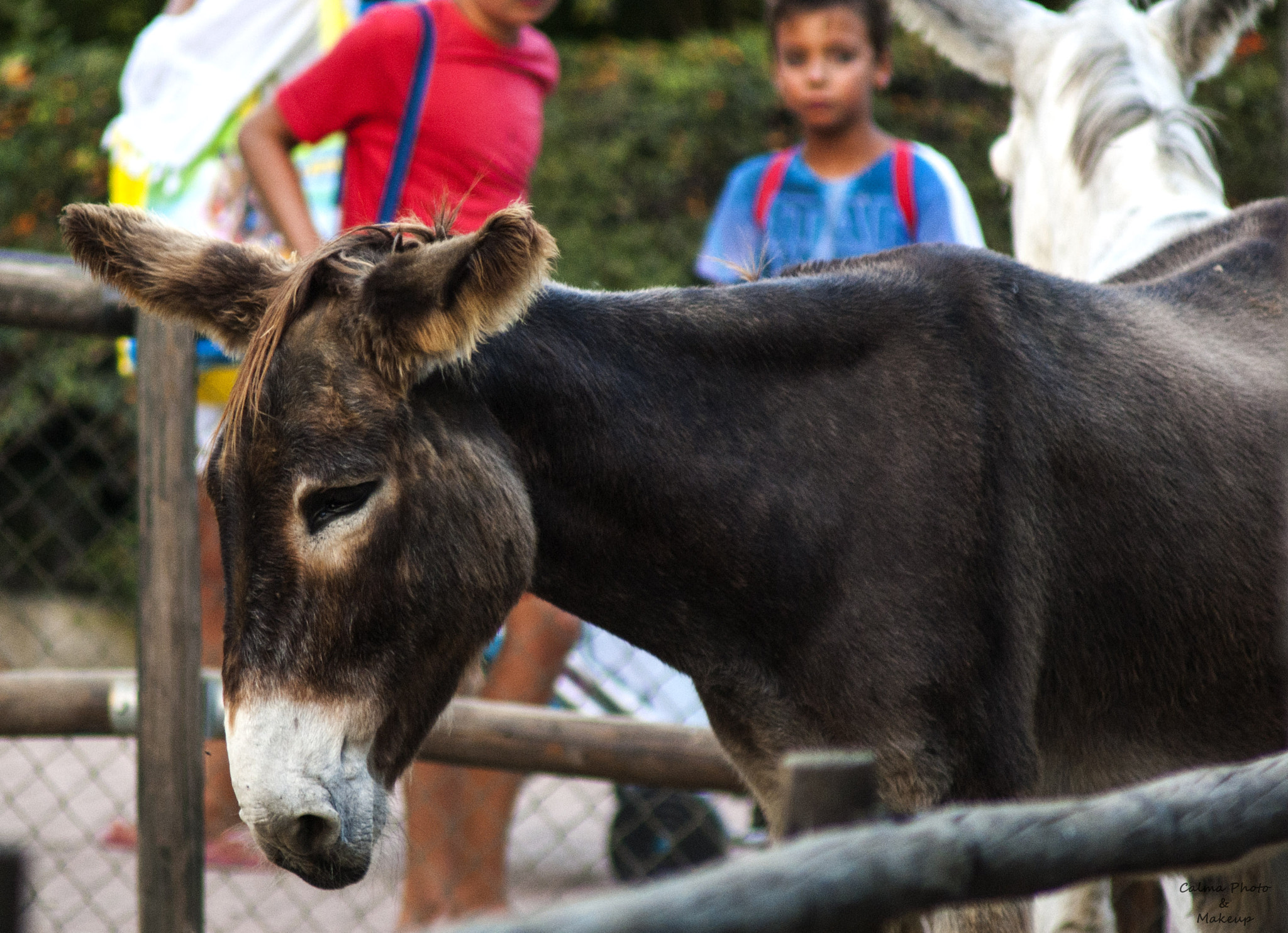 Sony Alpha DSLR-A230 + Minolta AF 70-210mm F4 Macro sample photo. Sad donkey photography