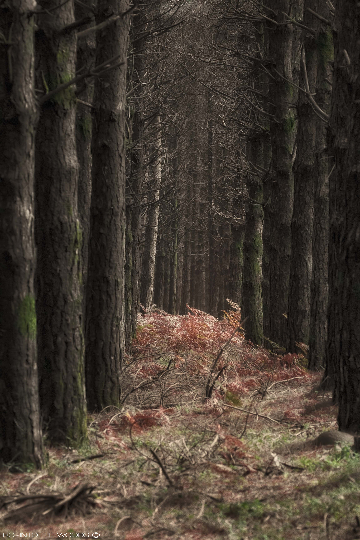 150-600mm F5-6.3 DG OS HSM | Sports 014 sample photo. Simply trunks photography