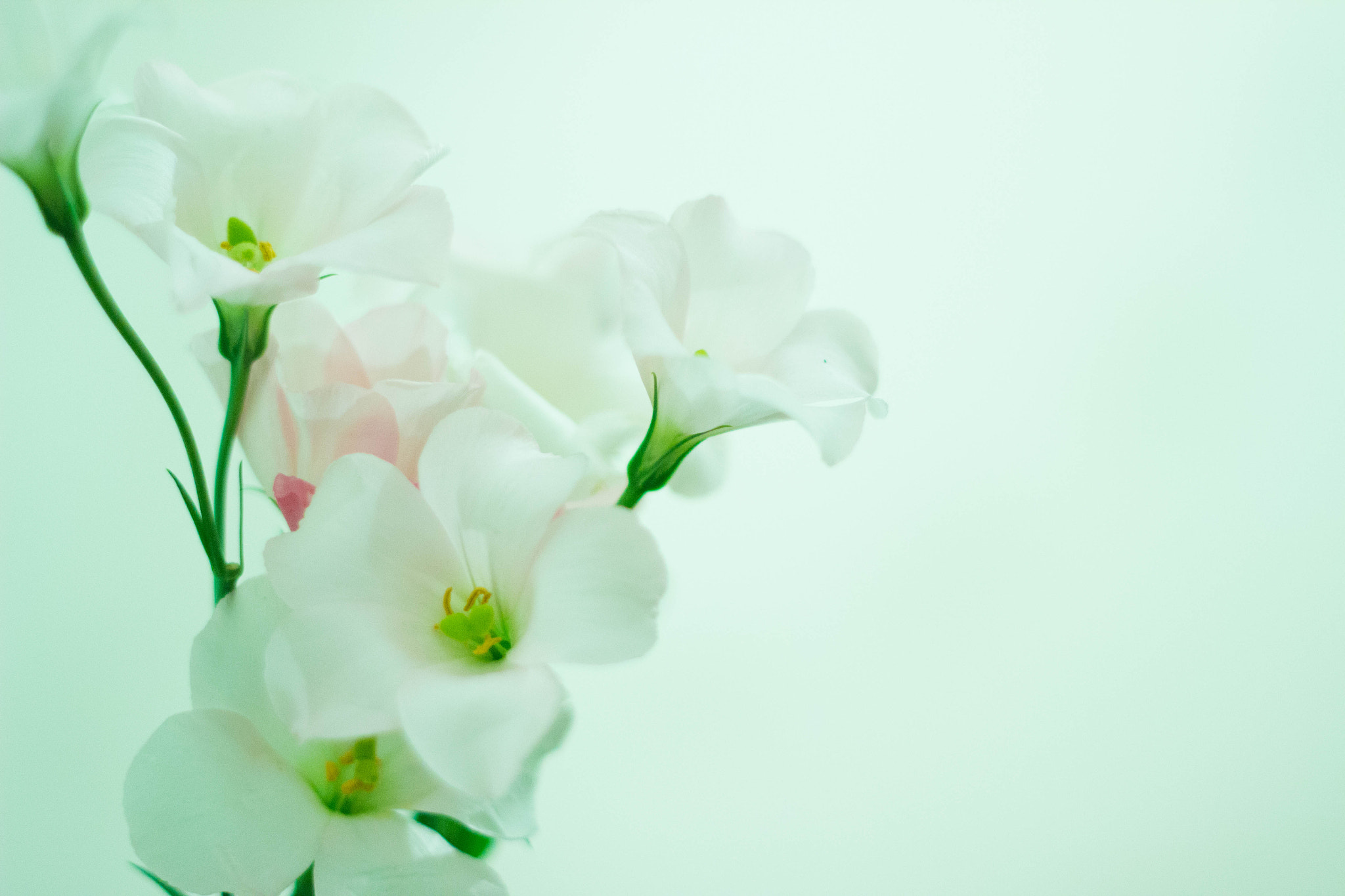 Canon EOS 600D (Rebel EOS T3i / EOS Kiss X5) sample photo. Flower photography