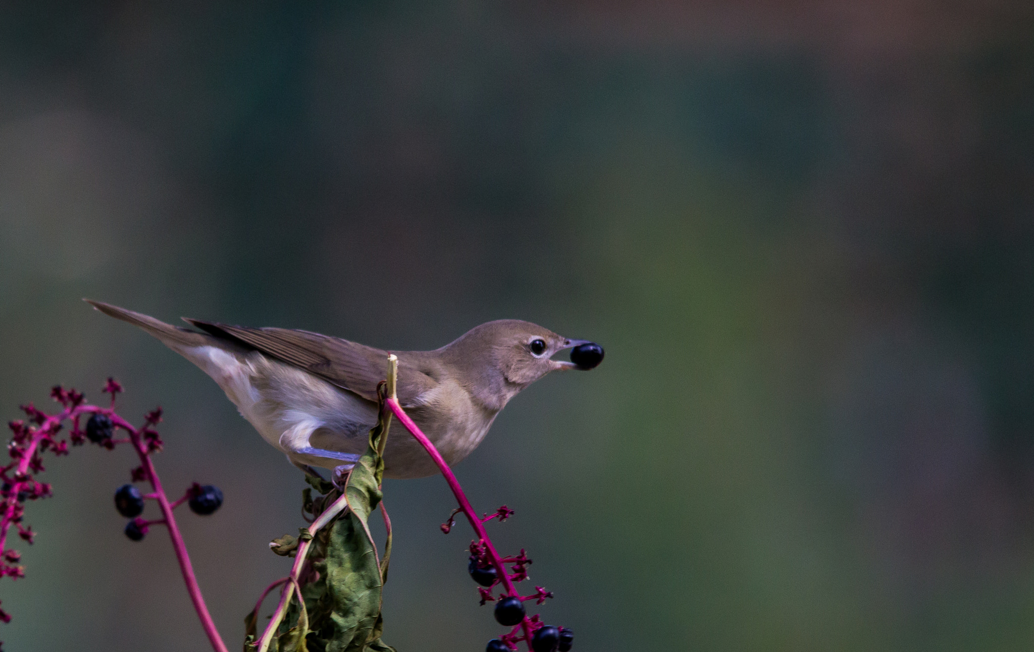 Sigma 150-500mm F5-6.3 DG OS HSM sample photo. Beccafico photography
