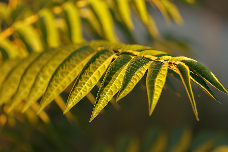 Canon EF 100mm F2.8 Macro USM sample photo. Summer photography