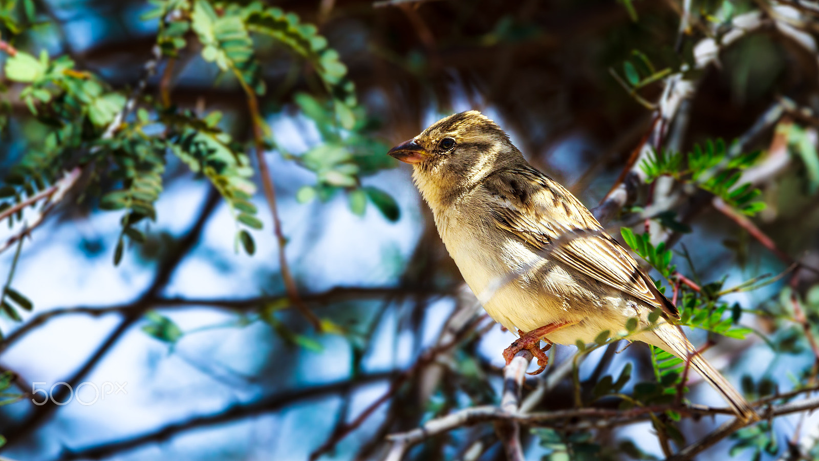 Sigma 150-600mm F5-6.3 DG OS HSM | C sample photo. "chweeng-chweeng" photography