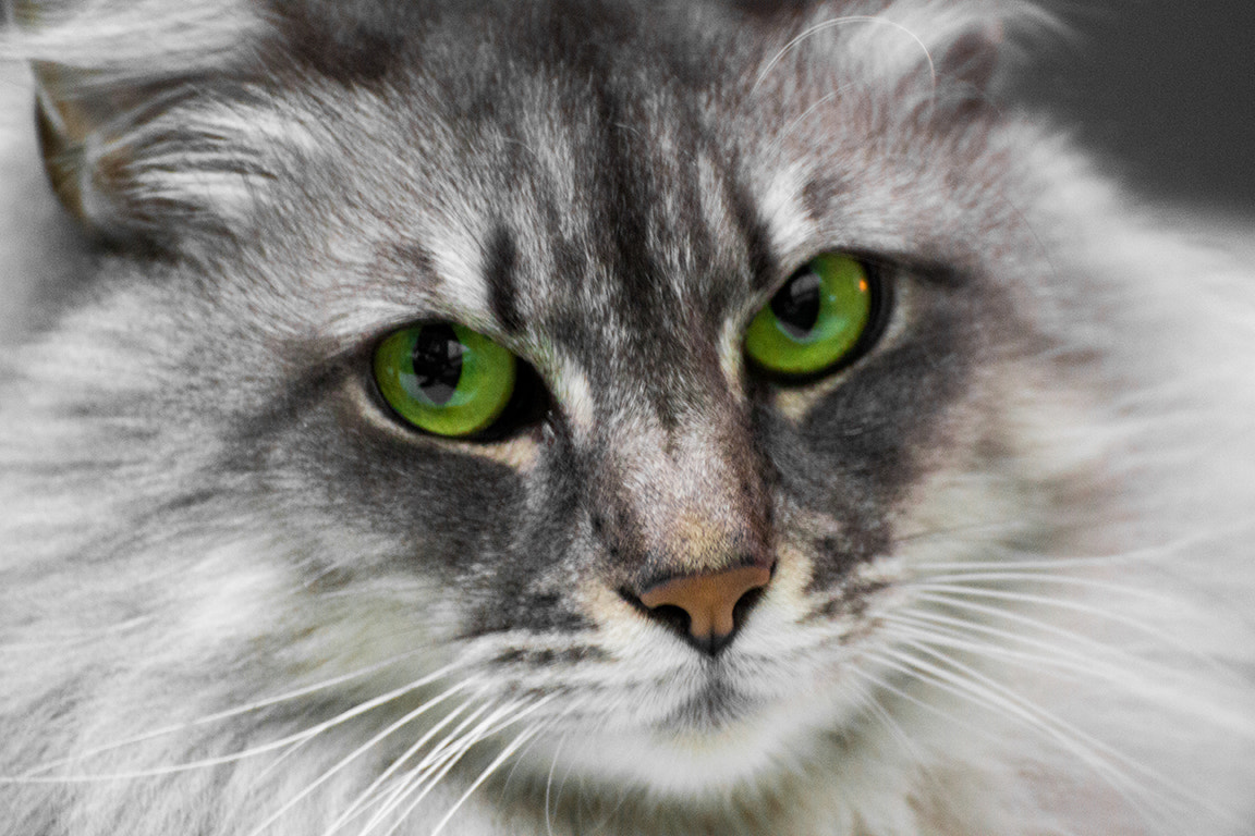Tamron SP 35mm F1.8 Di VC USD sample photo. Eye of the tiger photography
