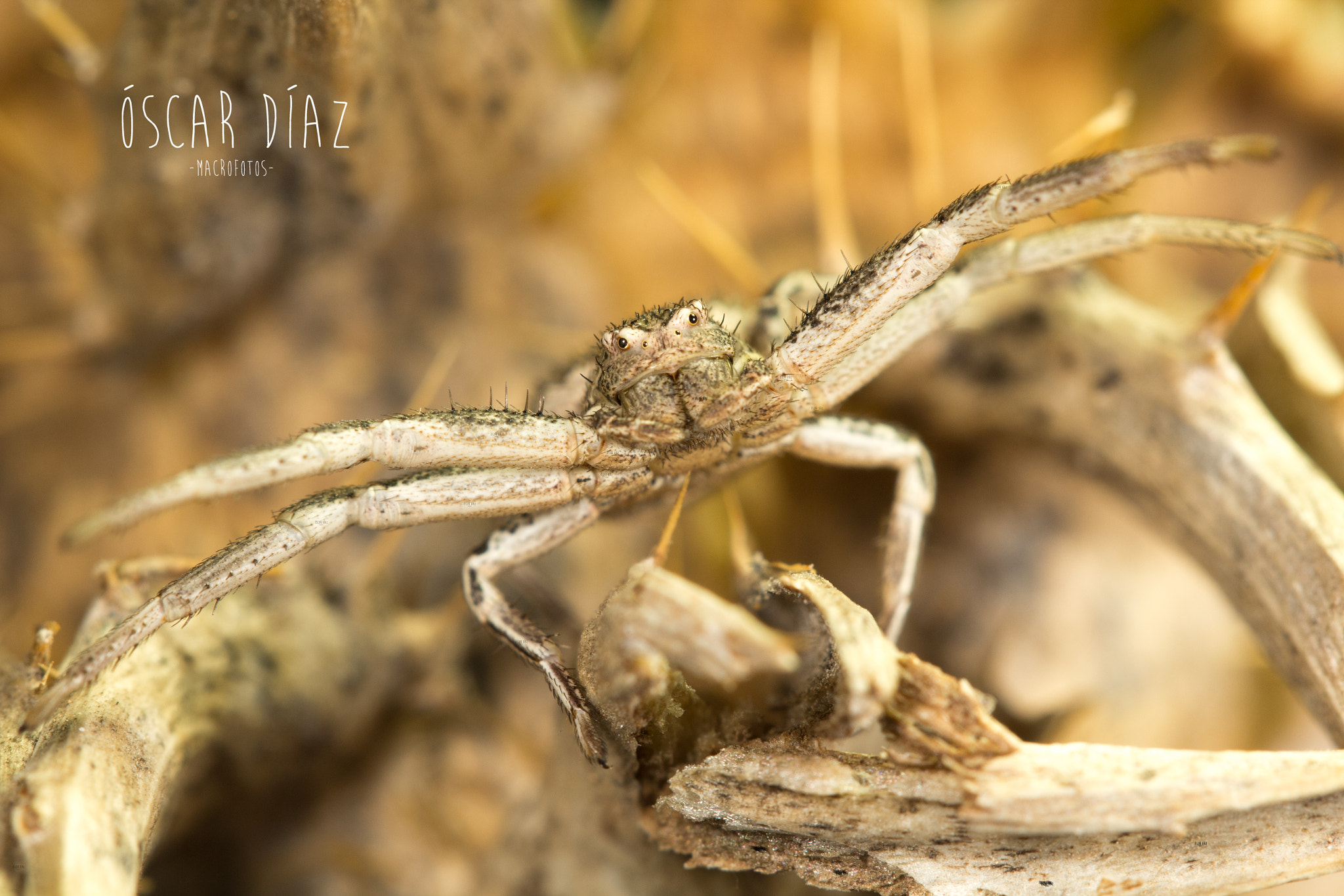 Canon EOS 60D + Canon EF 100mm F2.8L Macro IS USM sample photo. Dame un abrazo! photography