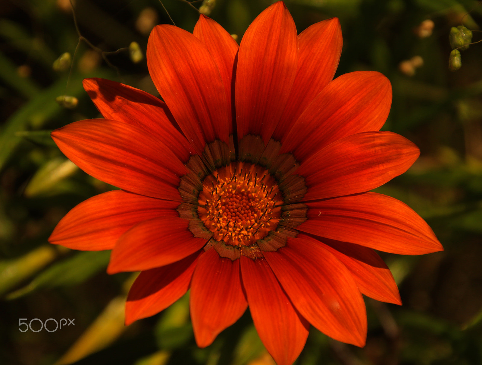 Canon EOS 70D + Canon TAMRON 16-300mm F/3.5-6.3 Di II VC PZD B016 sample photo. Red flower photography