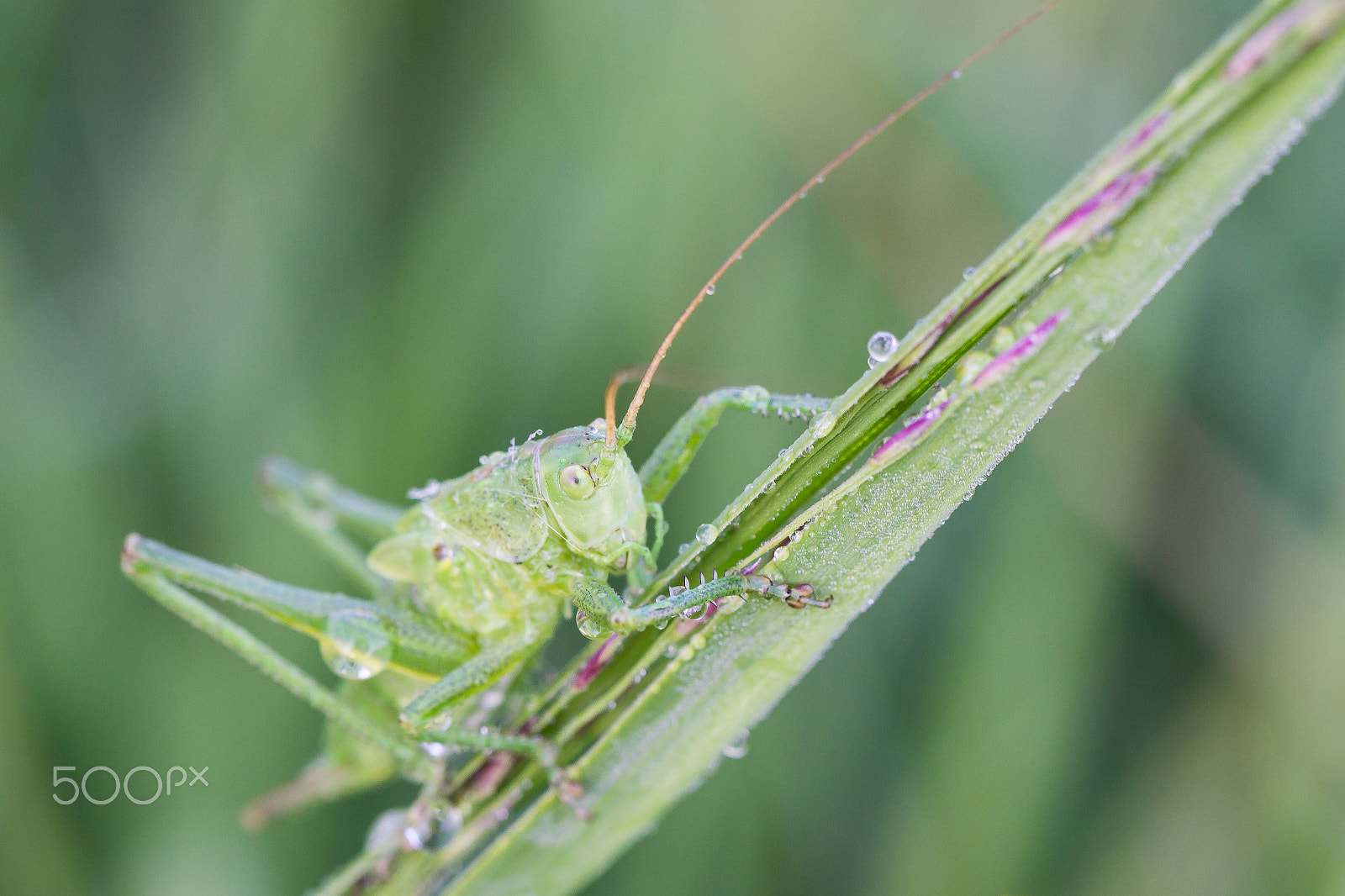 Sony a6000 + Tamron Lens (255) sample photo. Nice grasshopper photography