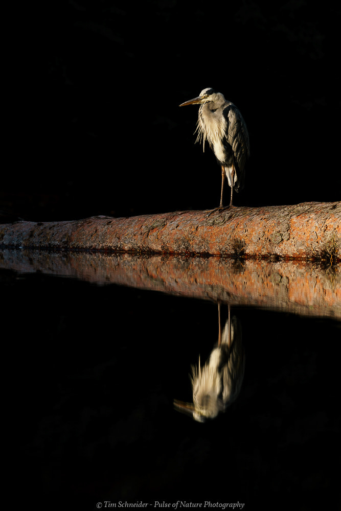 Sony a6300 + Sony FE 70-200mm F4 G OSS sample photo. Grey heron symmetry photography