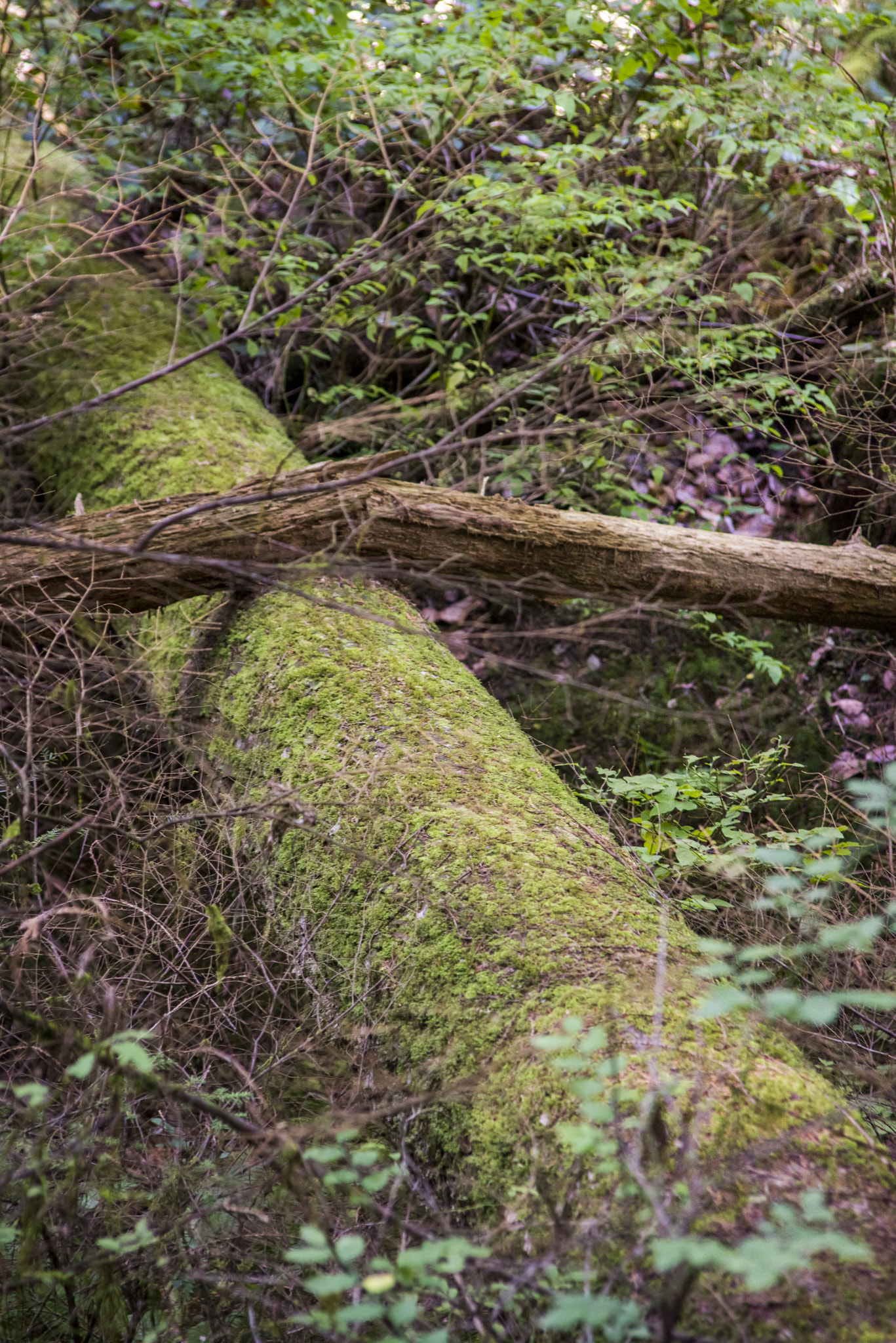 Nikon D600 sample photo. Lynn canyon park vancouver, bc photography