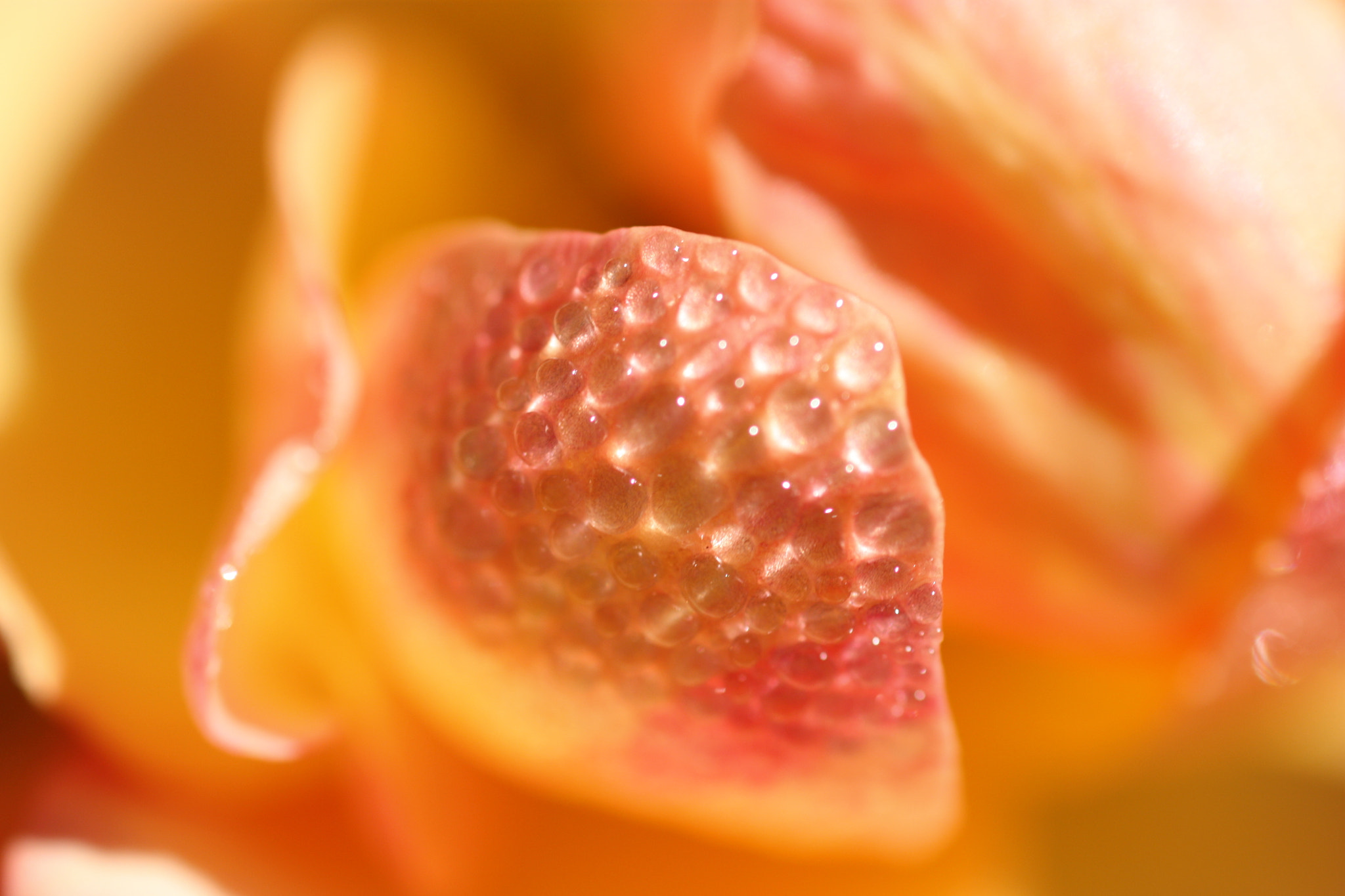 Sigma 50mm F1.4 EX DG HSM sample photo. Yellow rose with dew photography