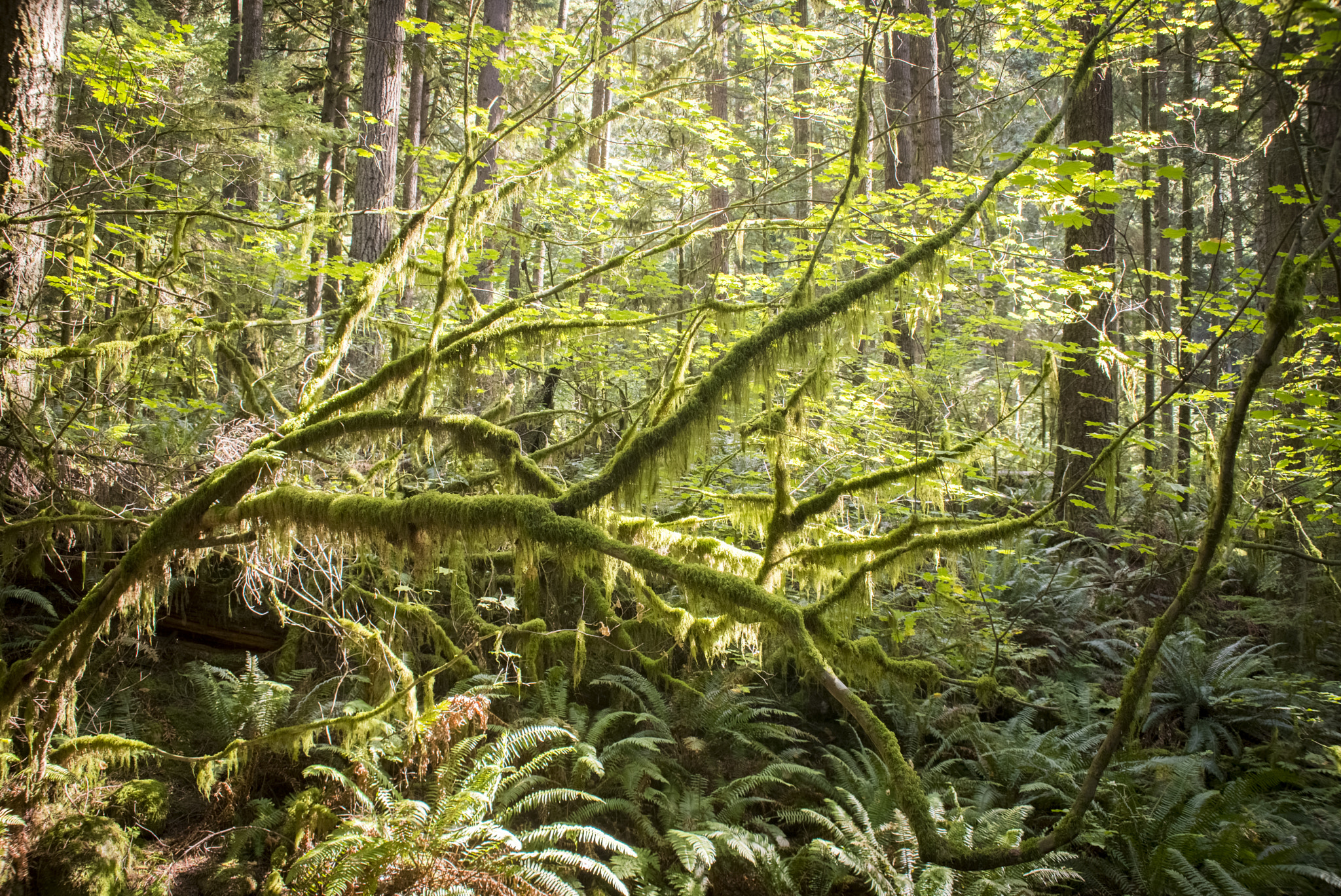 AF Zoom-Nikkor 28-200mm f/3.5-5.6D IF sample photo. Lynn canyon park september hdr photography