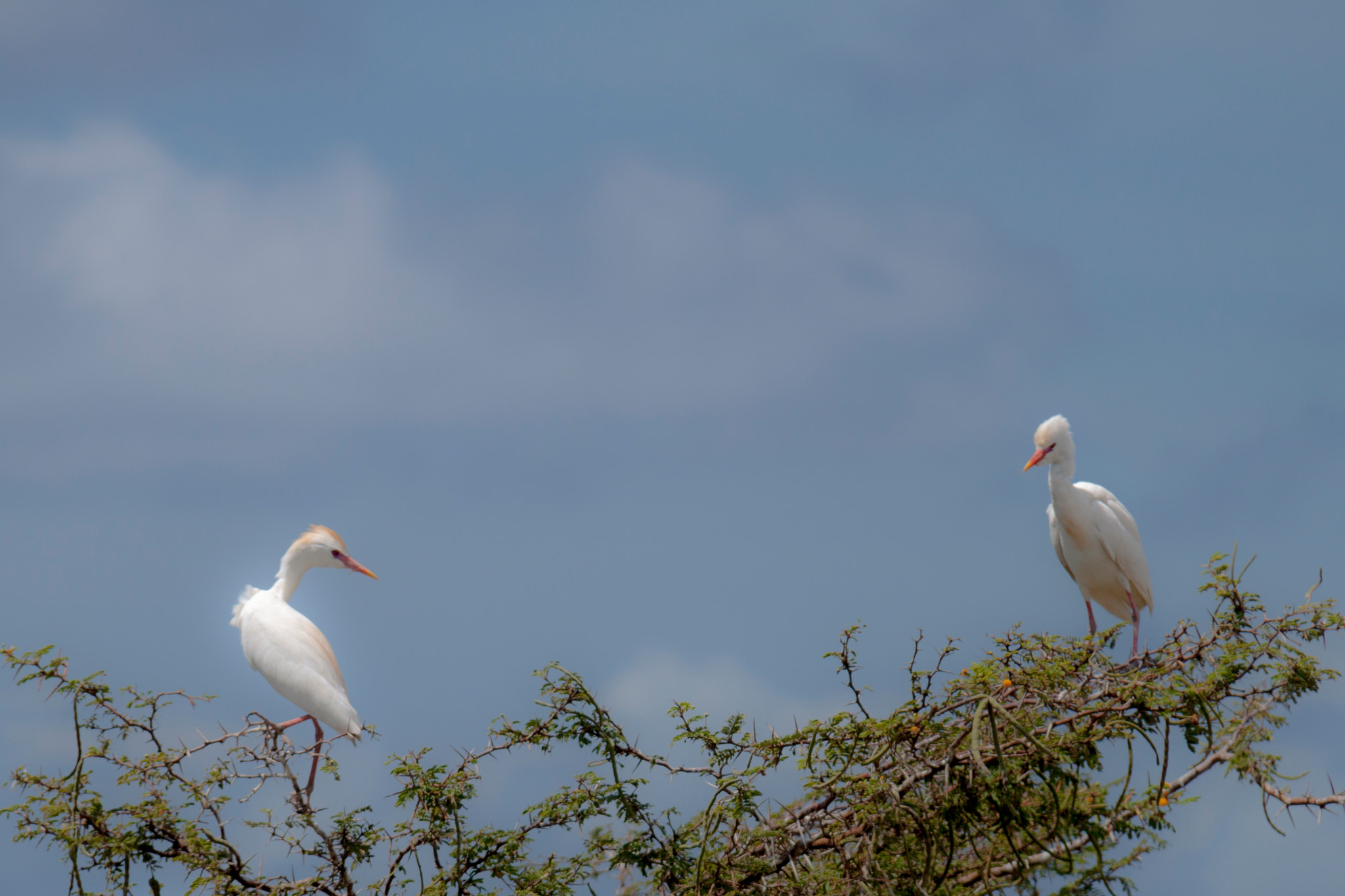 Canon EOS 500D (EOS Rebel T1i / EOS Kiss X3) sample photo. St. kitts egrets photography