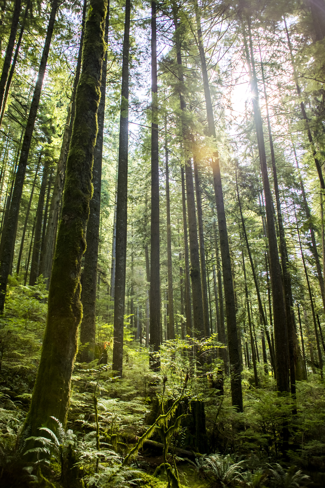 AF Zoom-Nikkor 28-200mm f/3.5-5.6D IF sample photo. Lynn canyon park september hdr photography