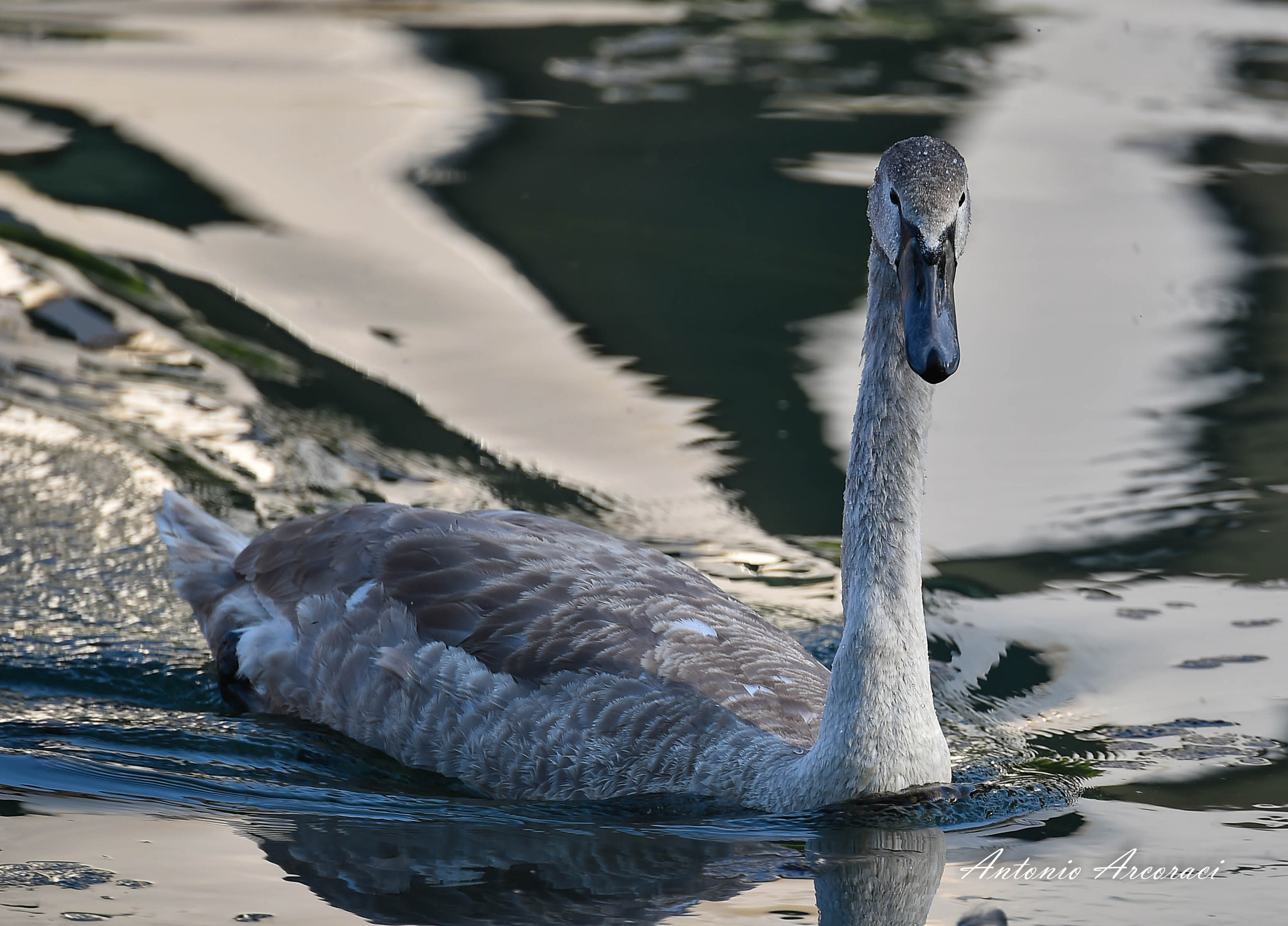 Nikon D4S sample photo. Black  swan photography