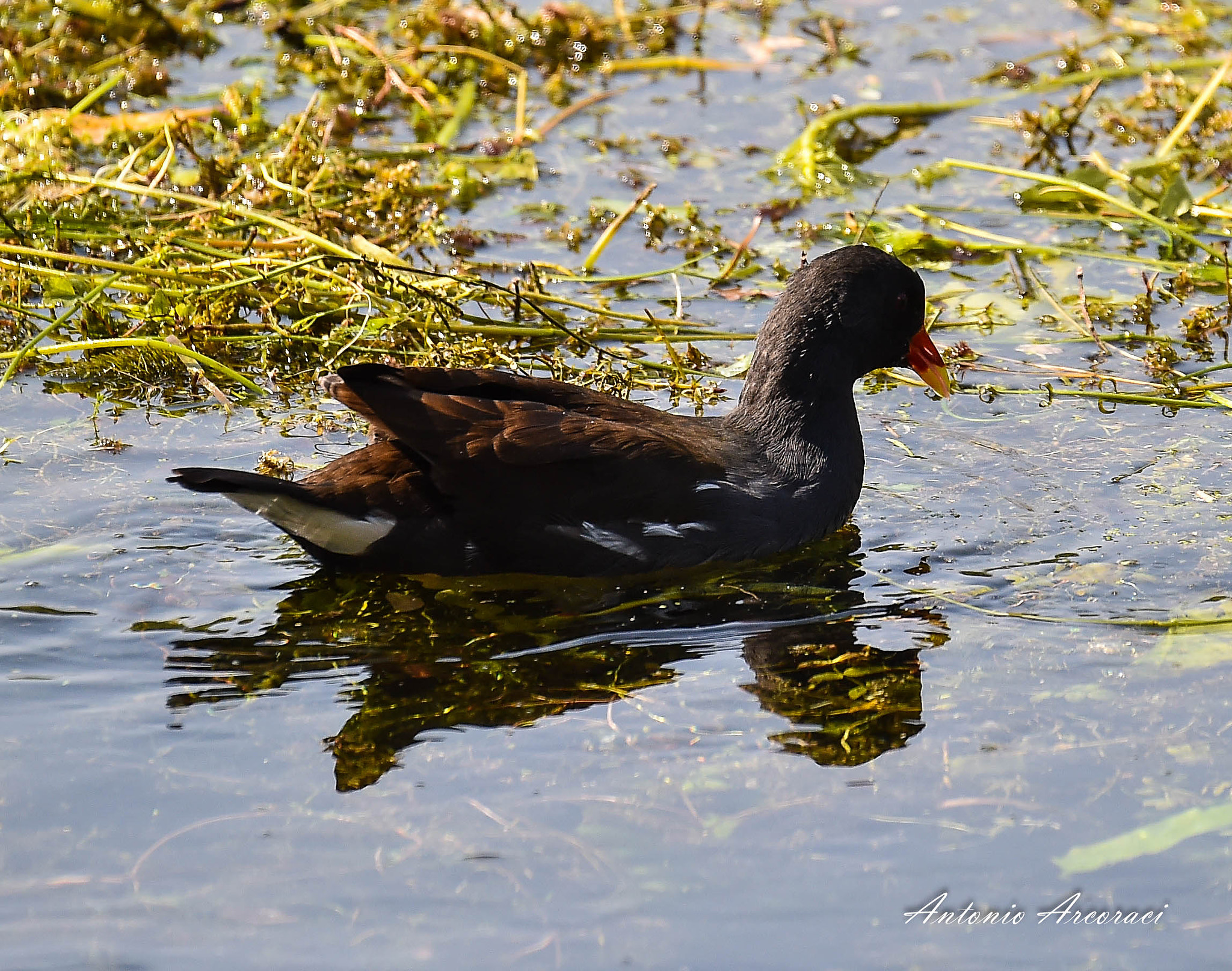 Sigma 150-600mm F5-6.3 DG OS HSM | S sample photo. Water bird photography