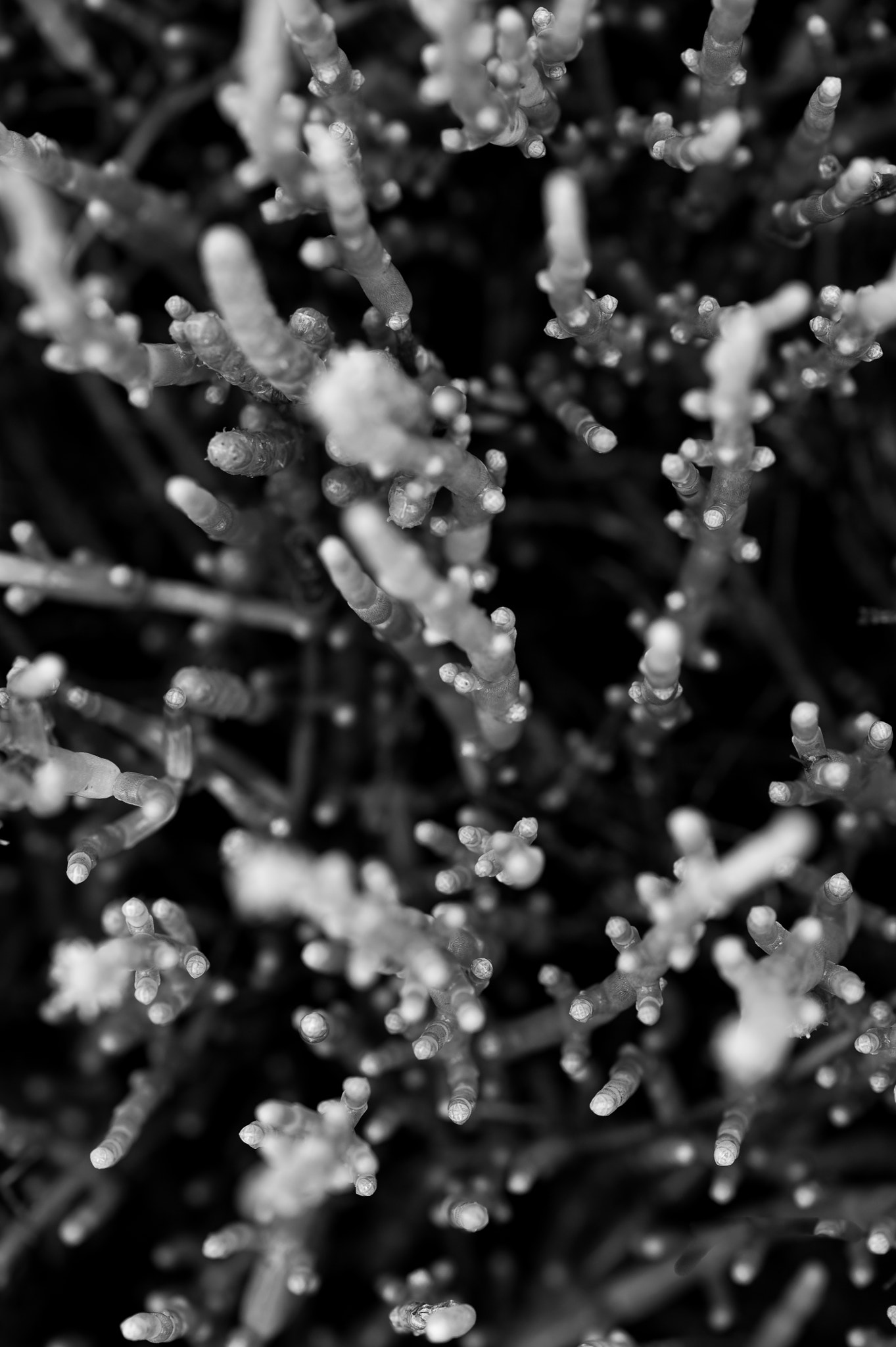 Sigma 105mm F2.8 EX DG OS HSM sample photo. Salicorne photography